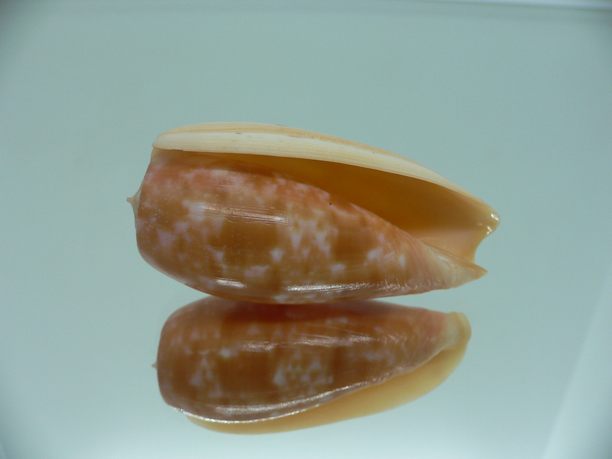 Conus bullatus IDEAL