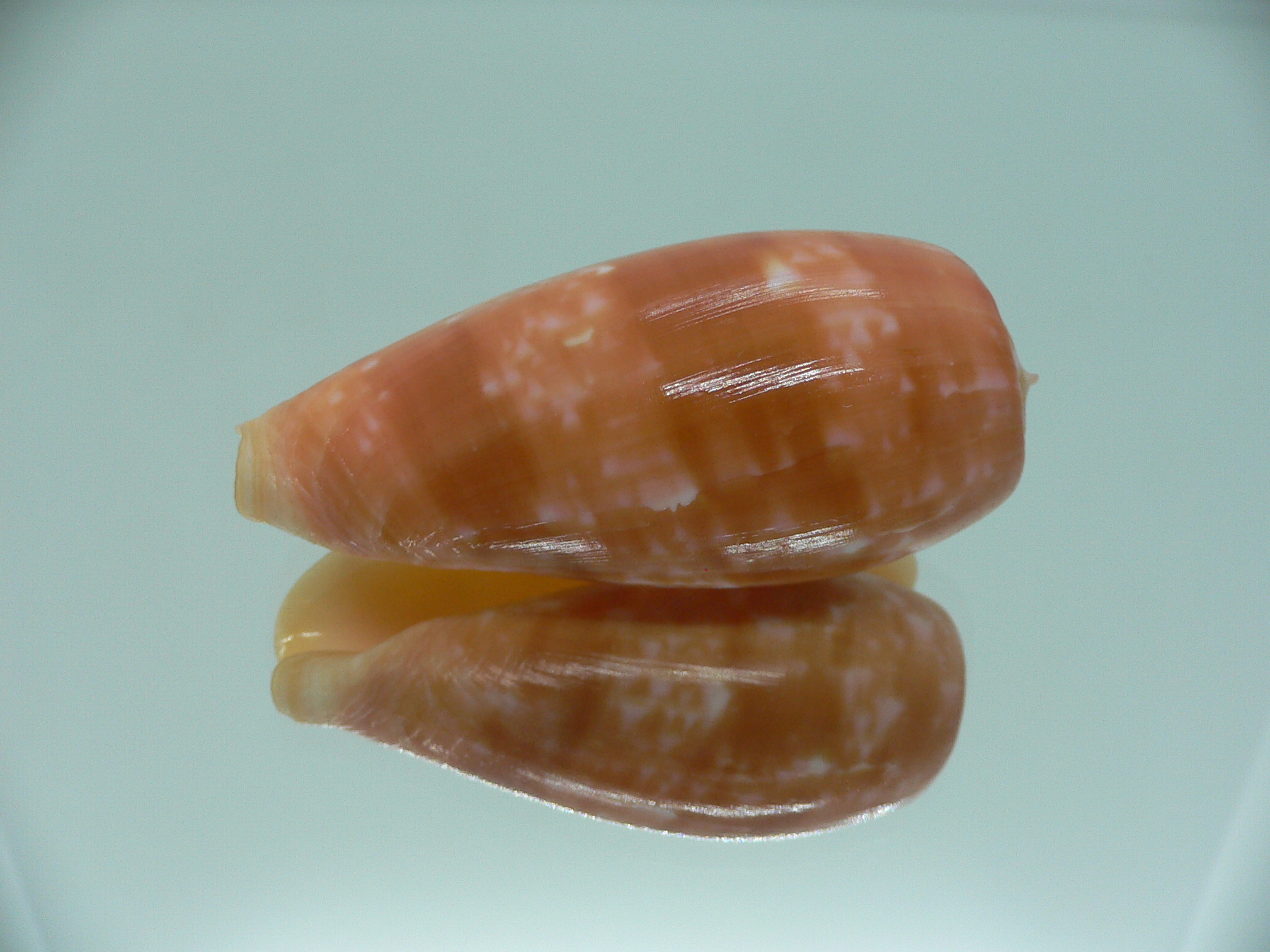 Conus bullatus IDEAL