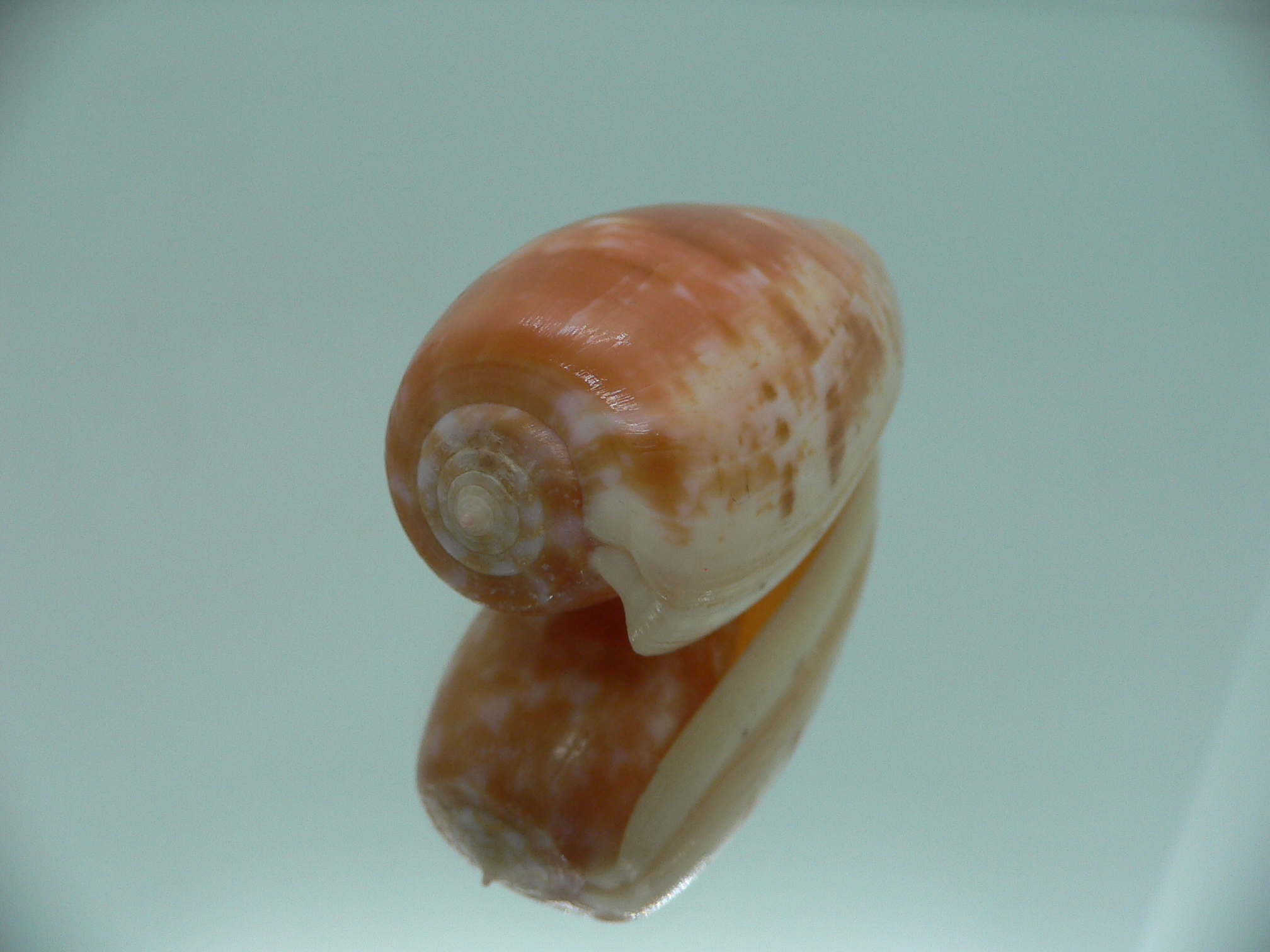 Conus bullatus IDEAL