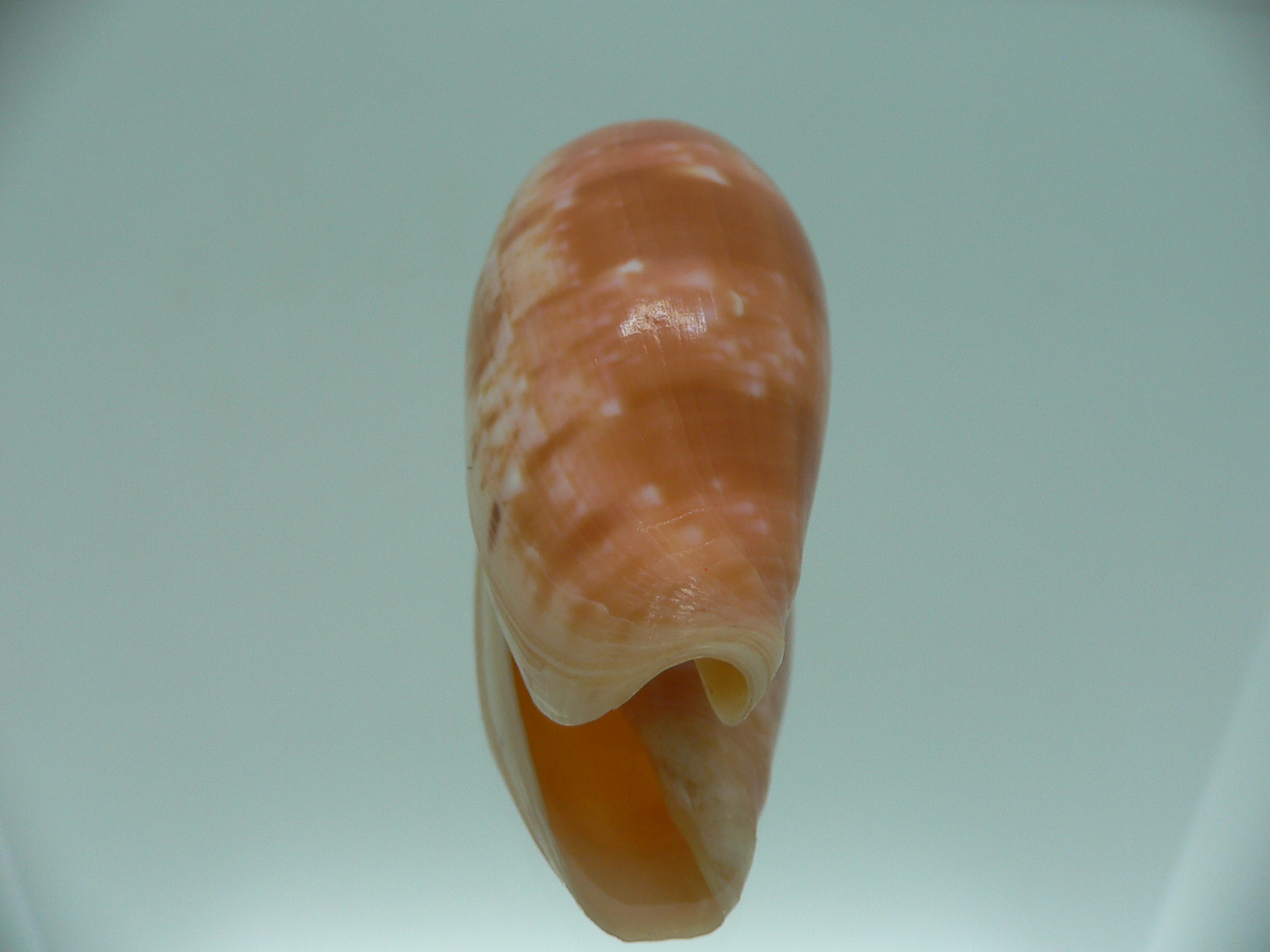 Conus bullatus IDEAL