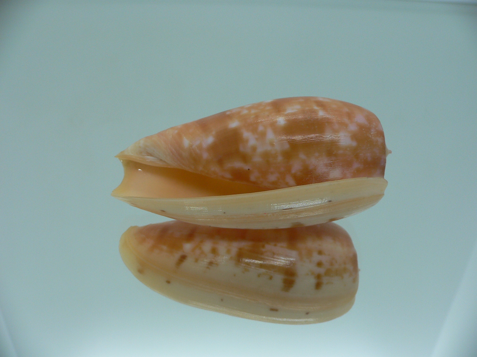 Conus bullatus IDEAL