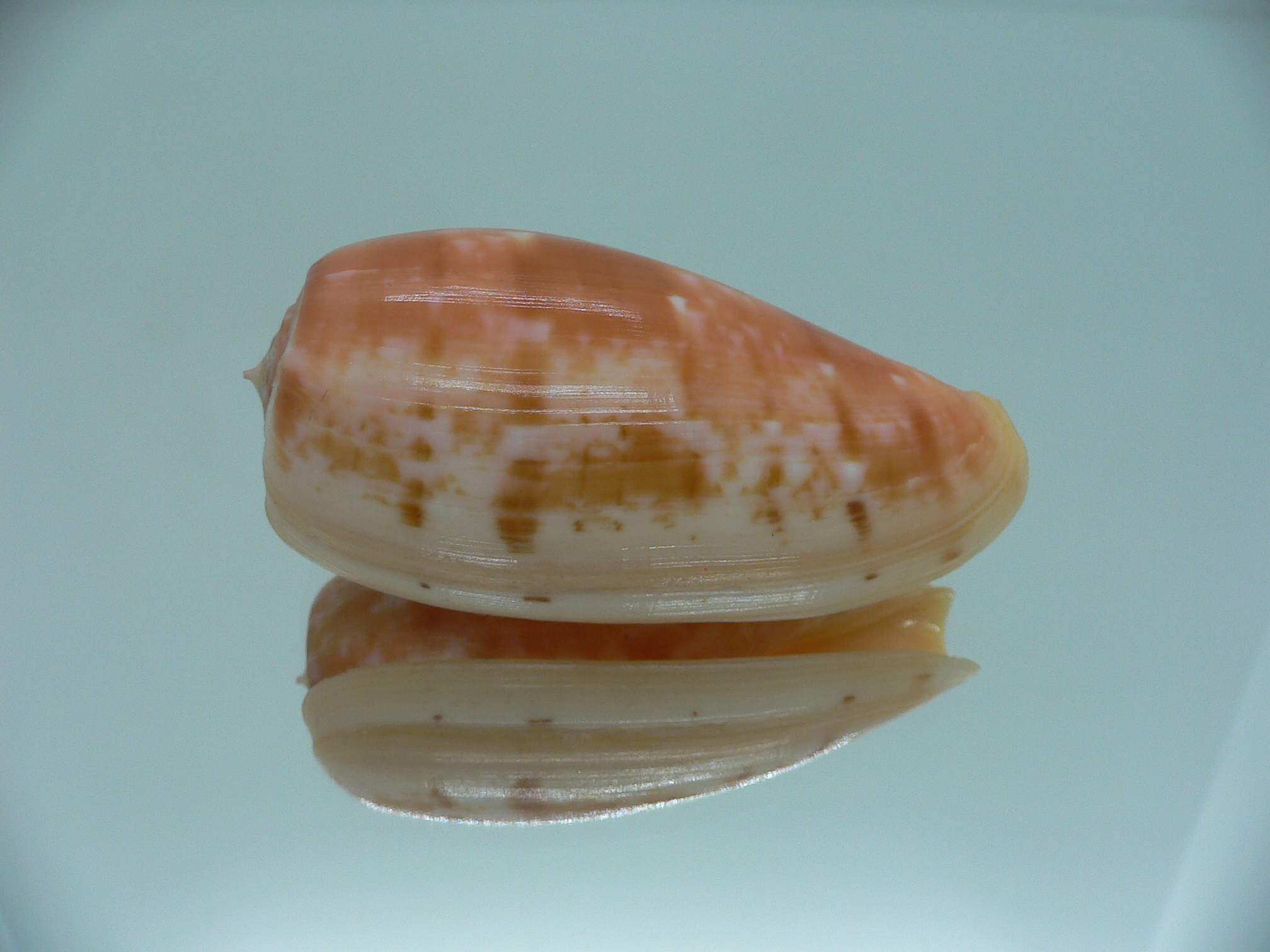 Conus bullatus IDEAL