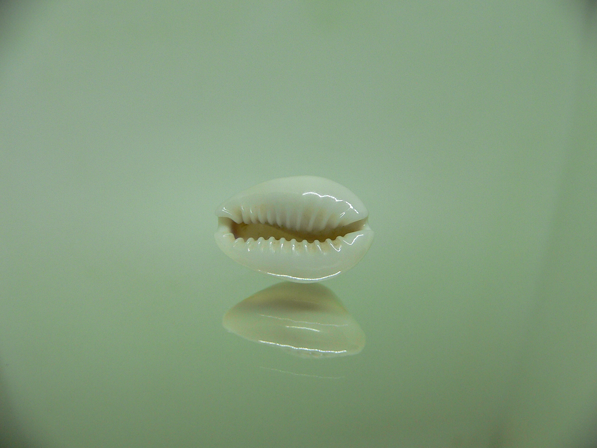 Cypraea annulus annulus WHITE