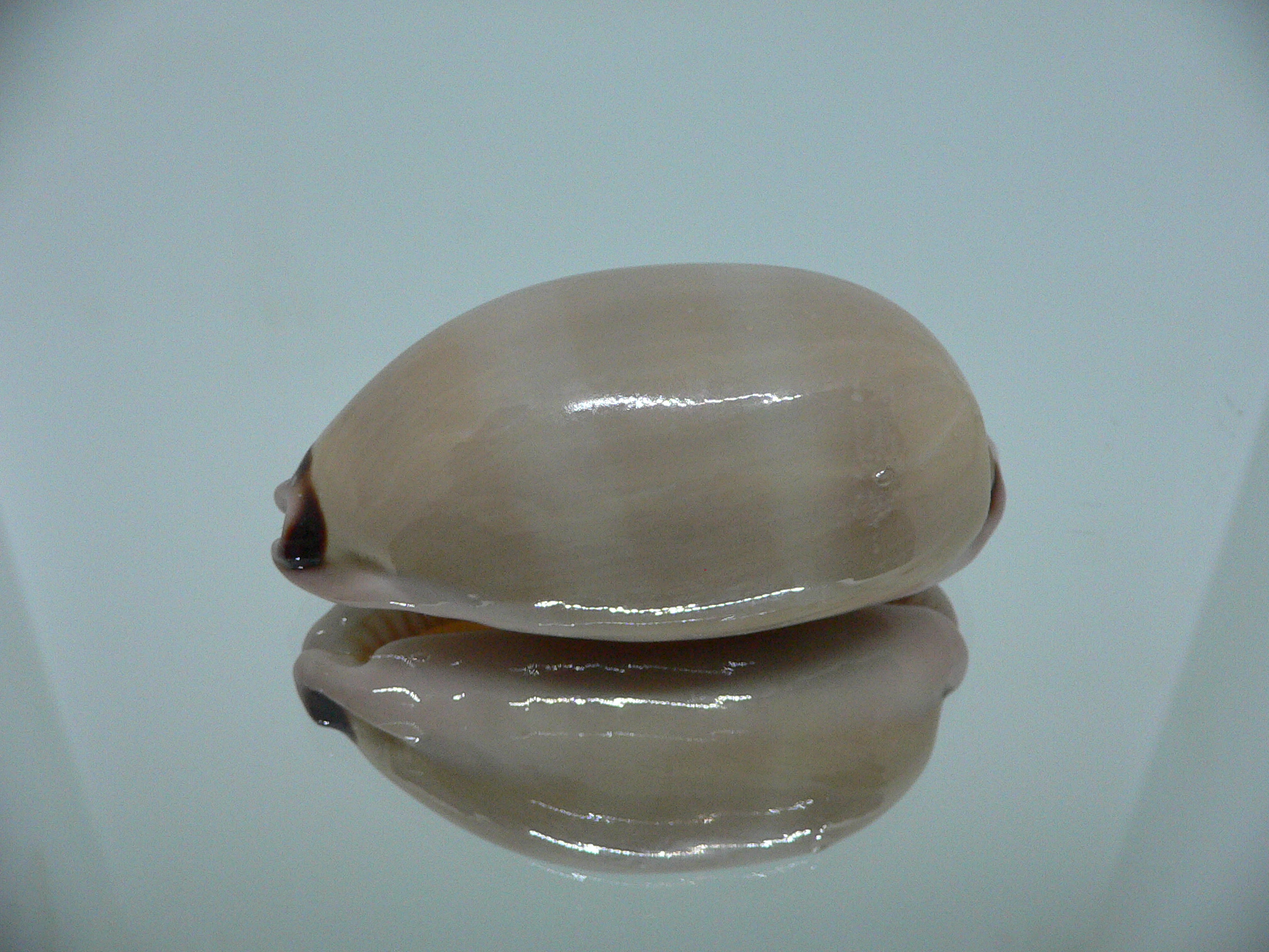 Cypraea pulchra