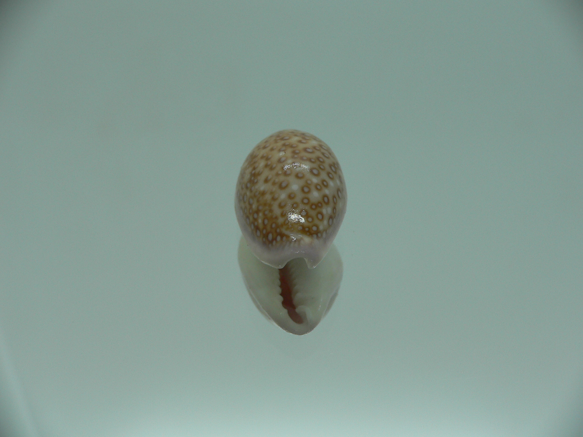 Cypraea albuginosa RARE & DARK