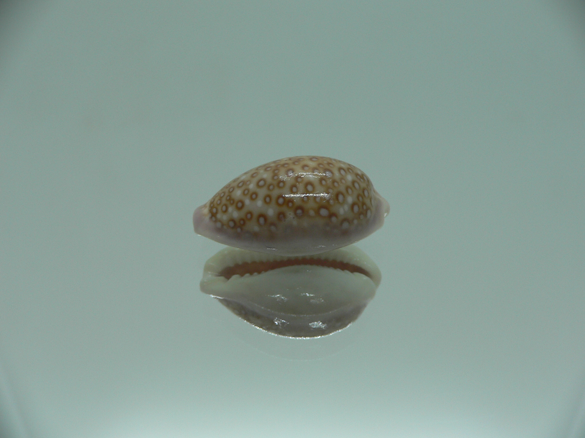 Cypraea albuginosa RARE & DARK