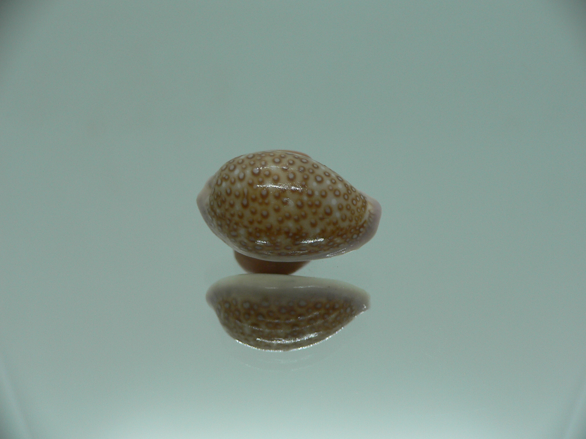 Cypraea albuginosa RARE & DARK
