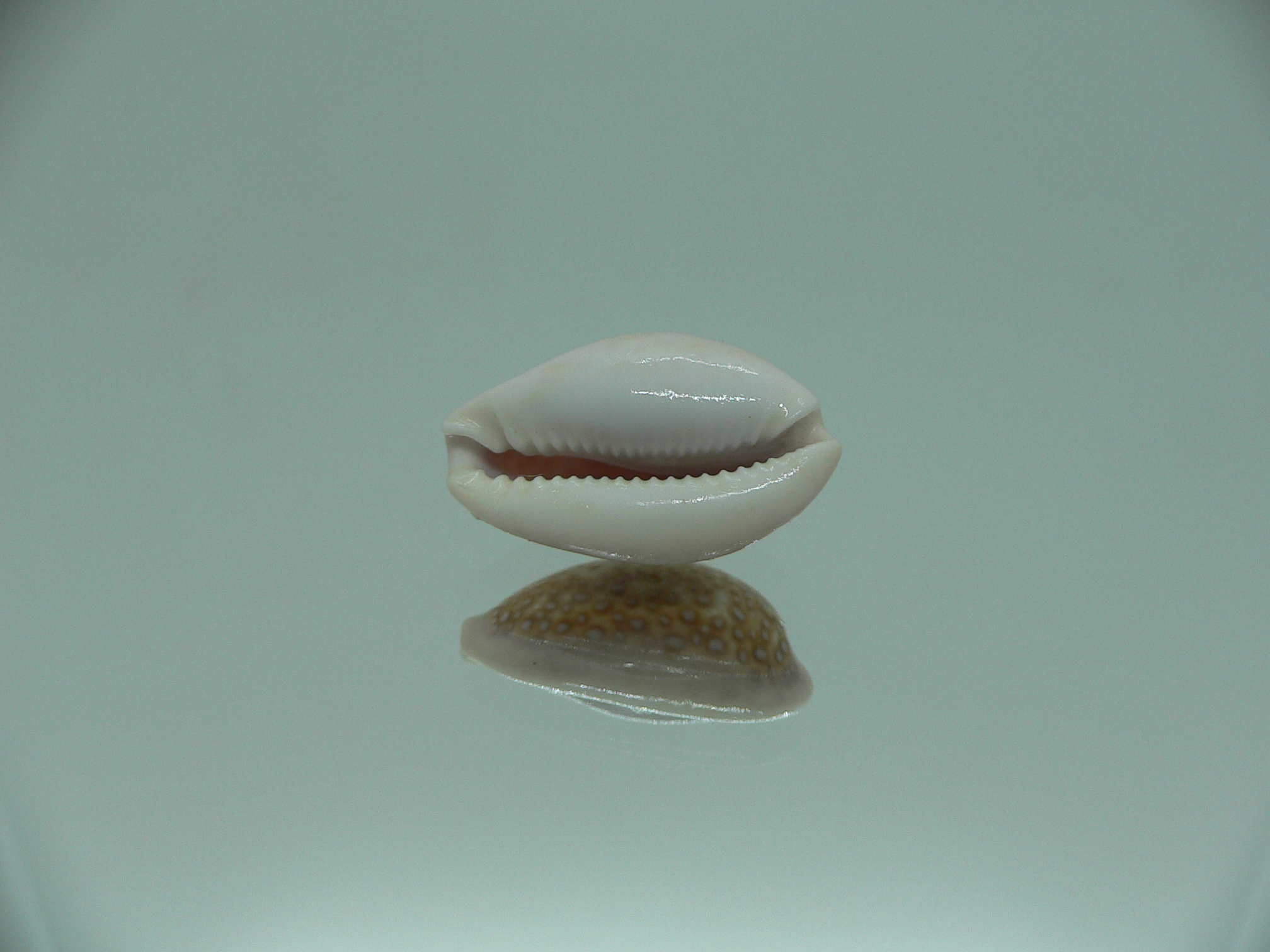 Cypraea albuginosa RARE & DARK