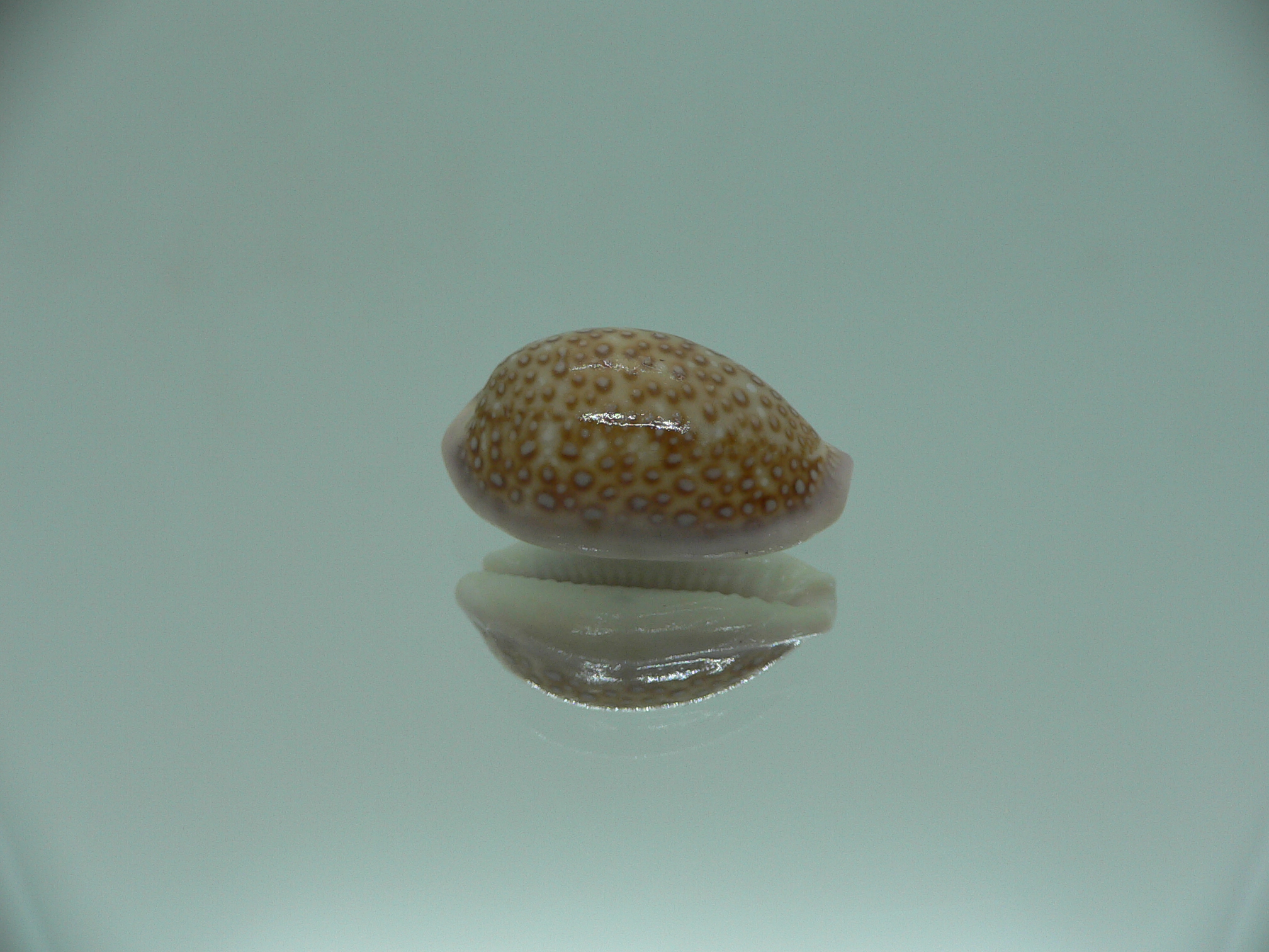 Cypraea albuginosa RARE & DARK