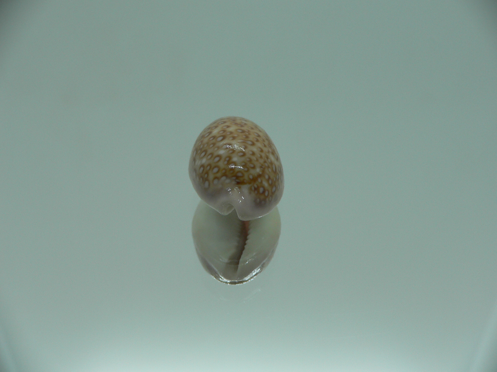 Cypraea albuginosa RARE & DARK