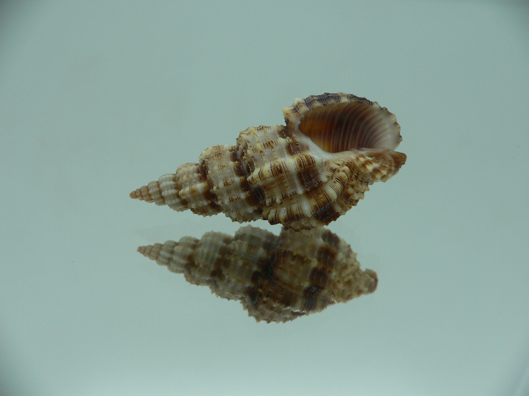 Phos senticosus IDEAL