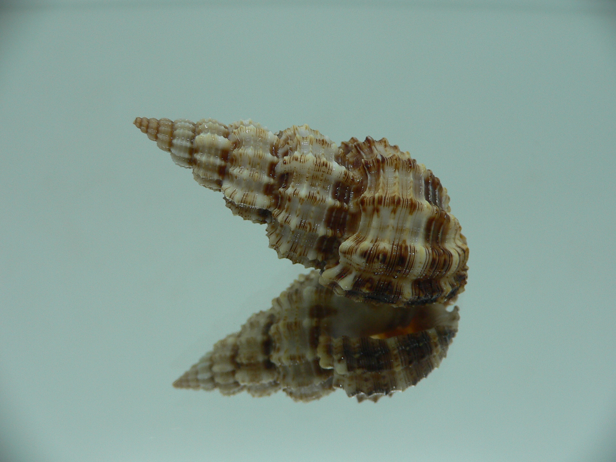 Phos senticosus IDEAL