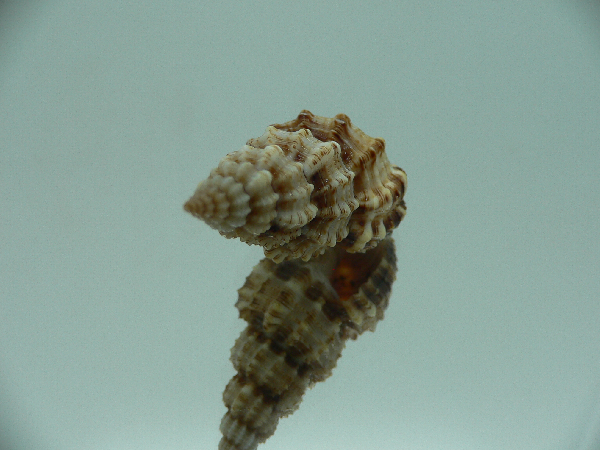 Phos senticosus IDEAL