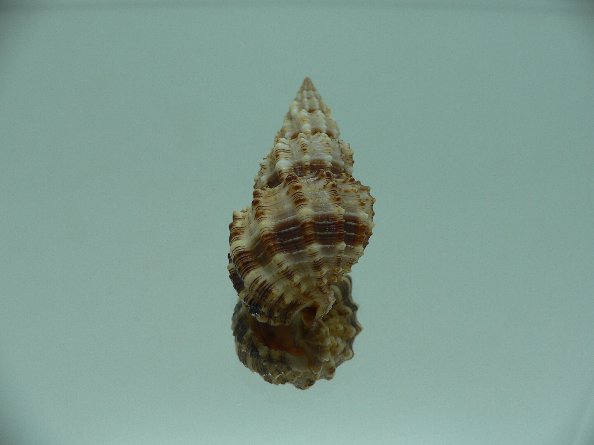 Phos senticosus IDEAL