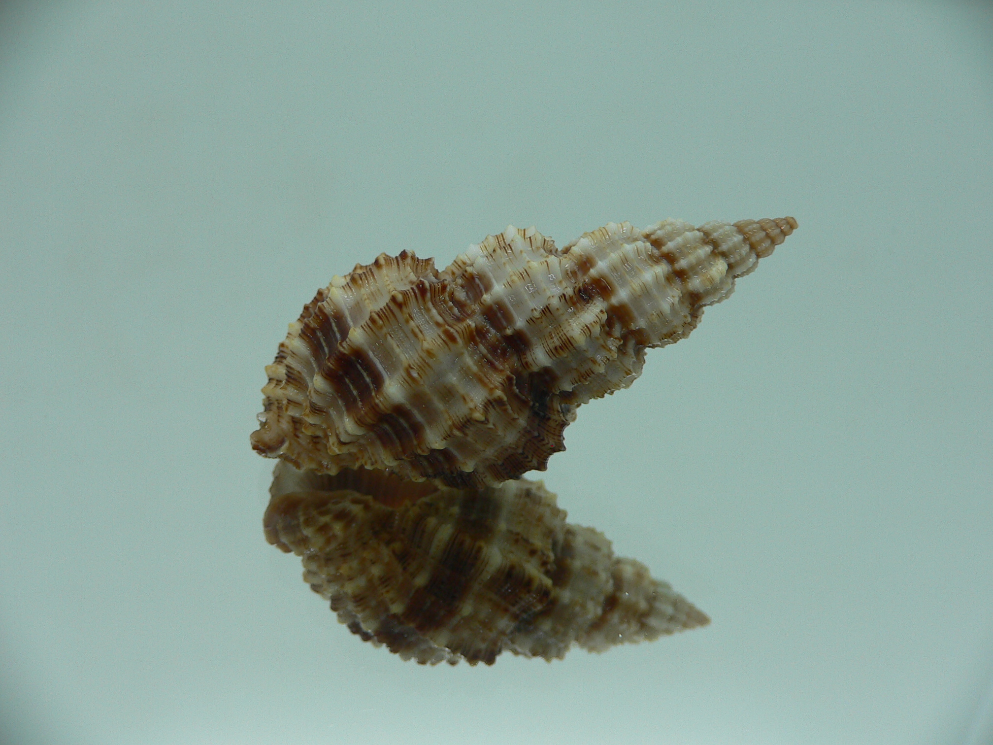 Phos senticosus IDEAL