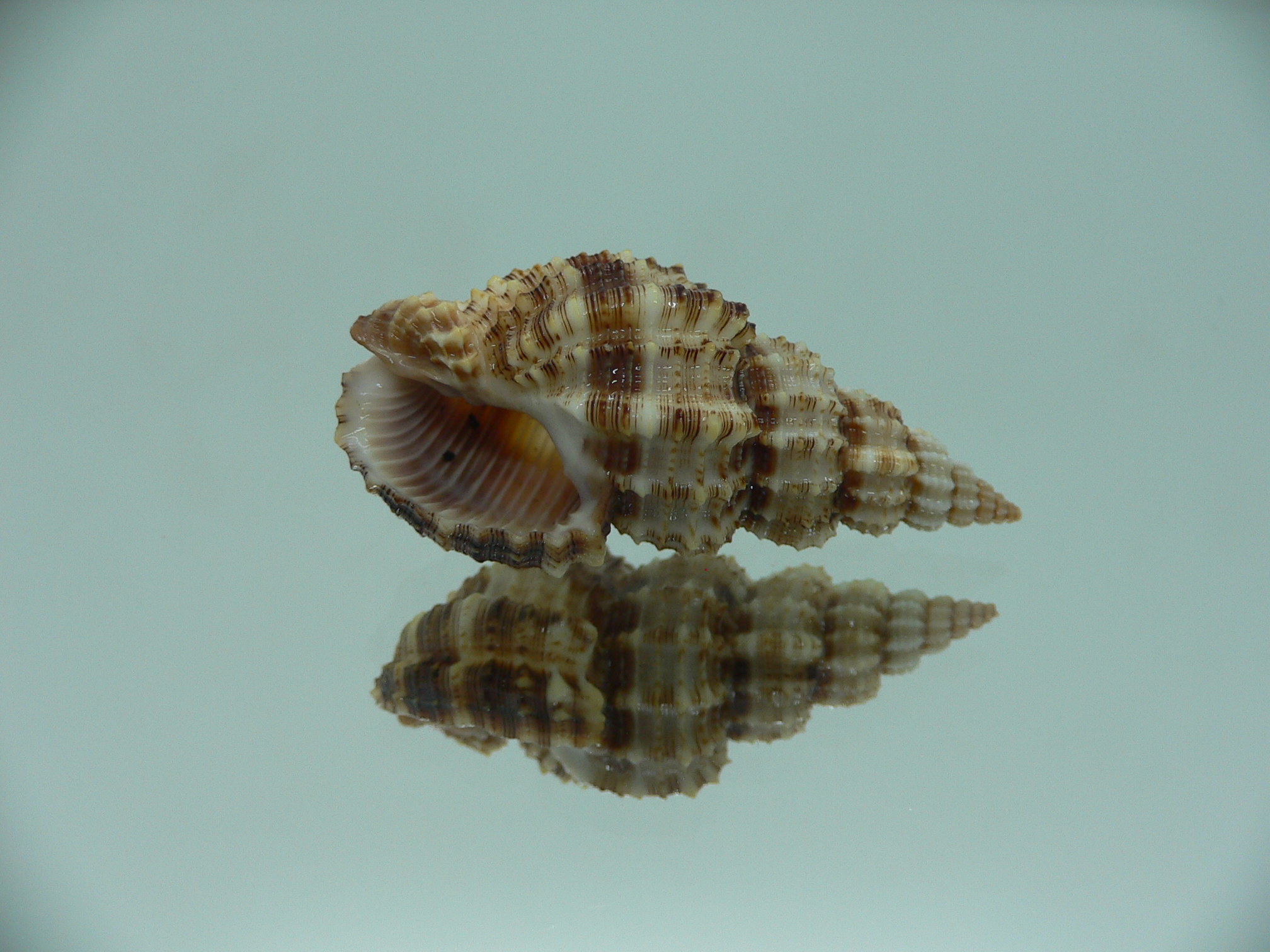 Phos senticosus IDEAL