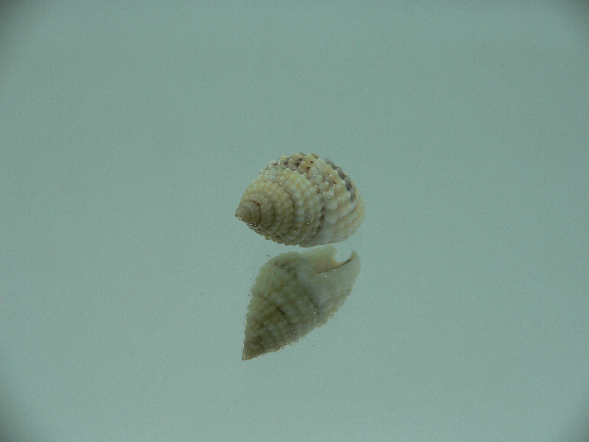 Nassarius gruneri RELIEF