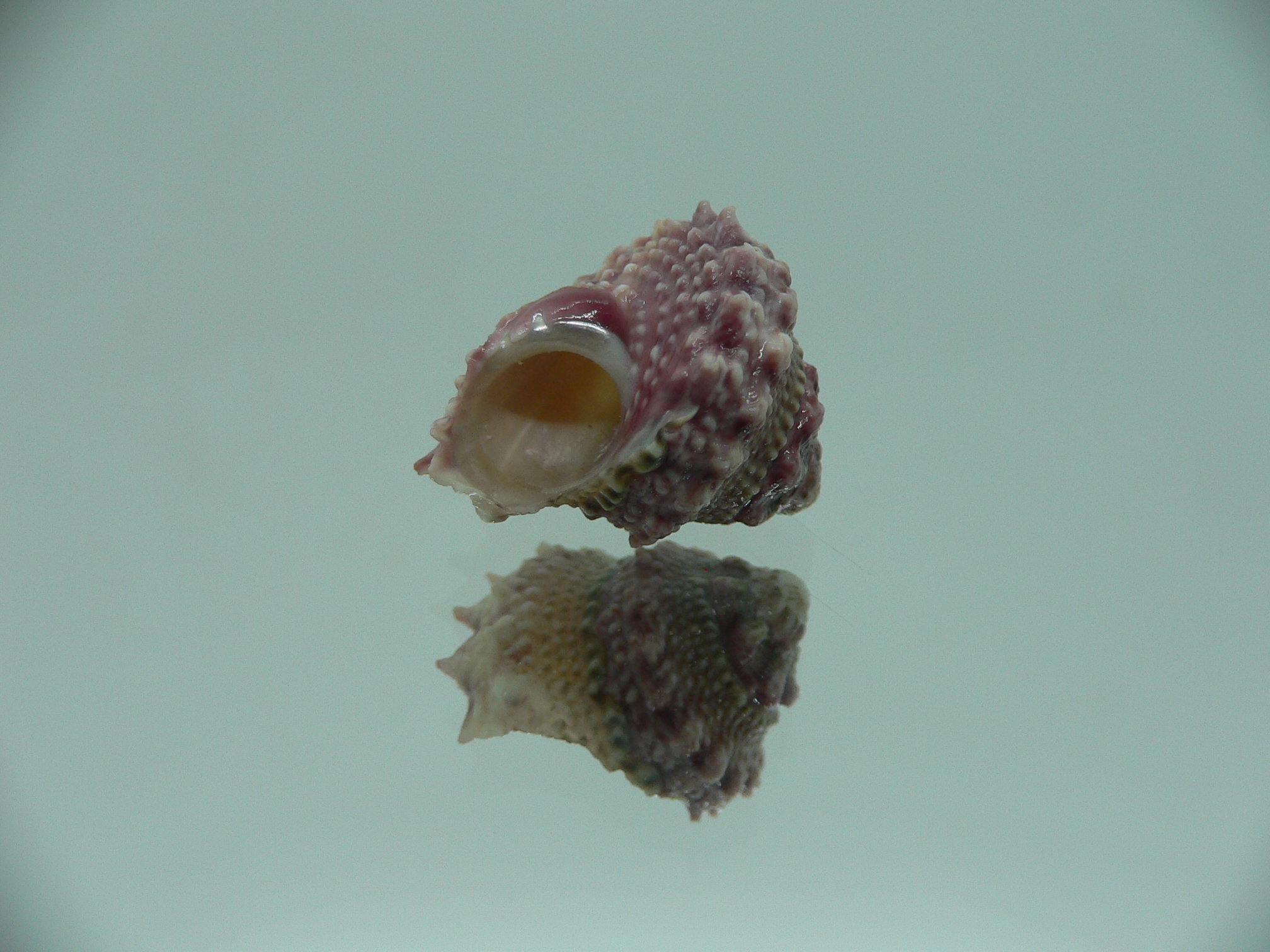 Bolma jacquelineae RARE