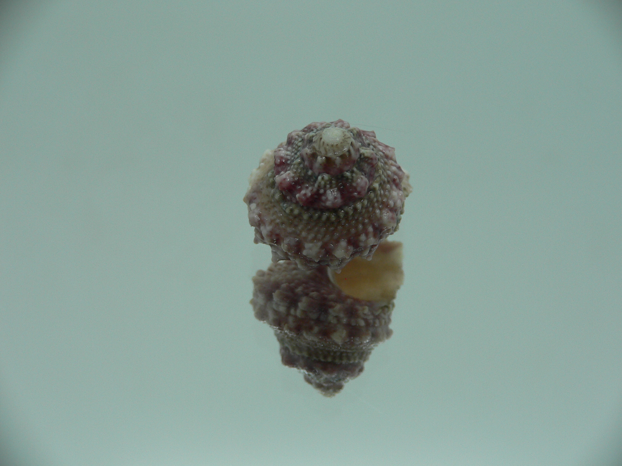 Bolma jacquelineae RARE