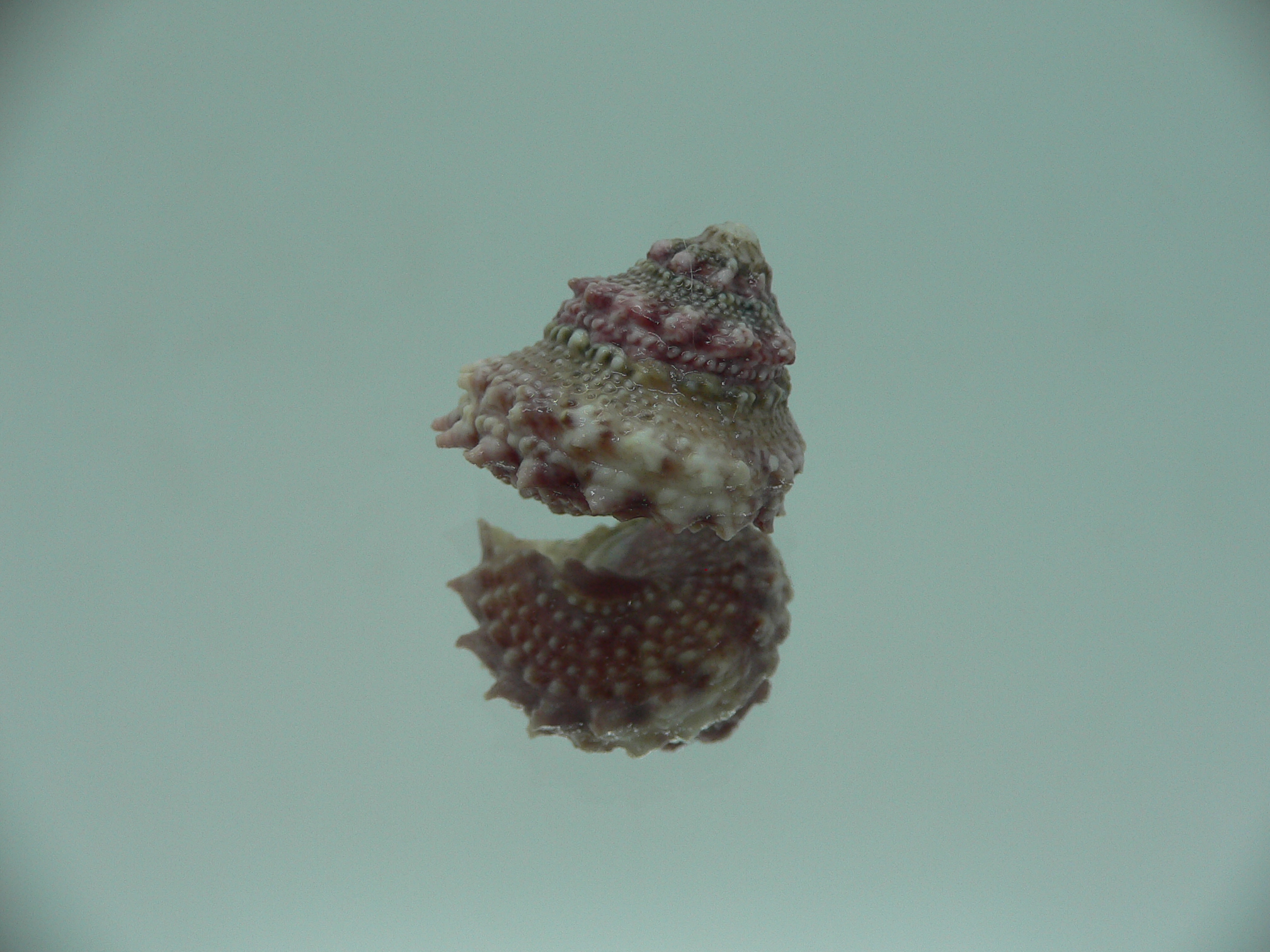 Bolma jacquelineae RARE