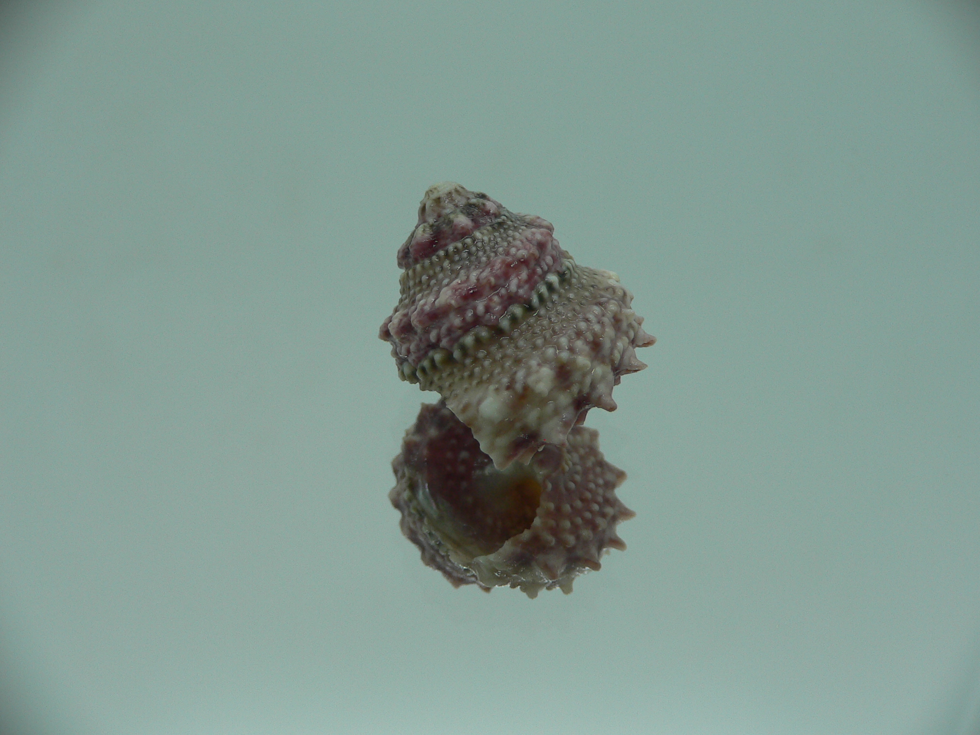 Bolma jacquelineae RARE