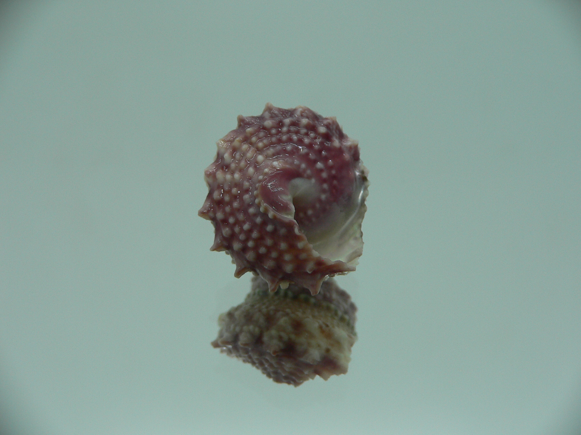 Bolma jacquelineae RARE