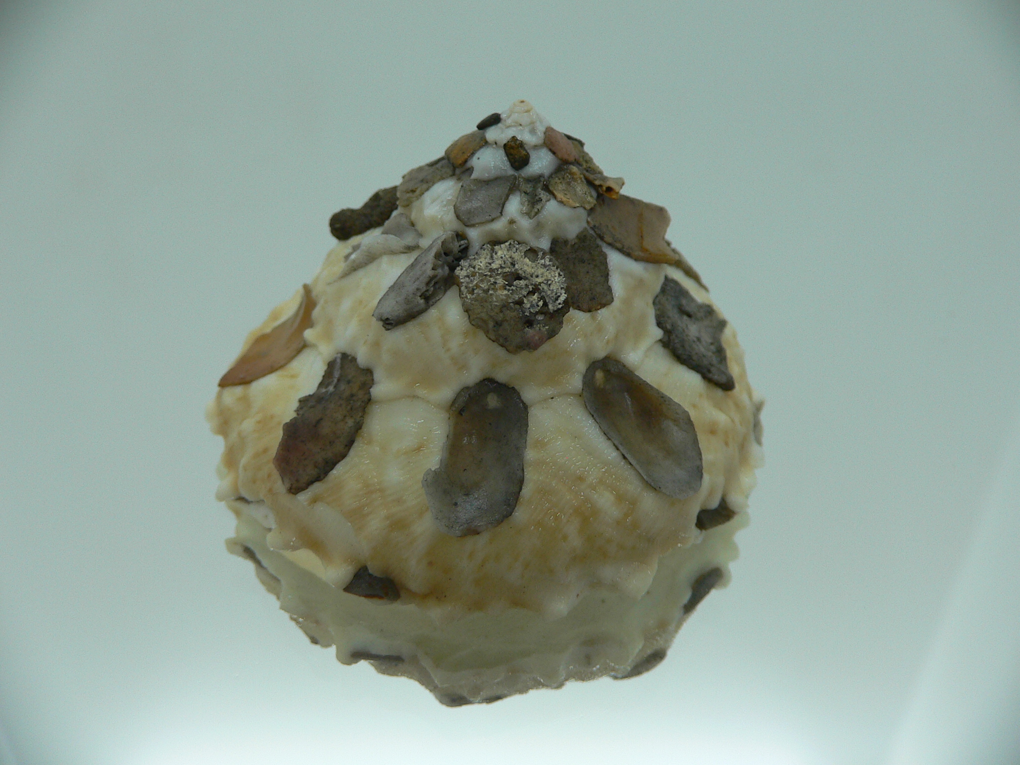 Xenophora tenuis DARK