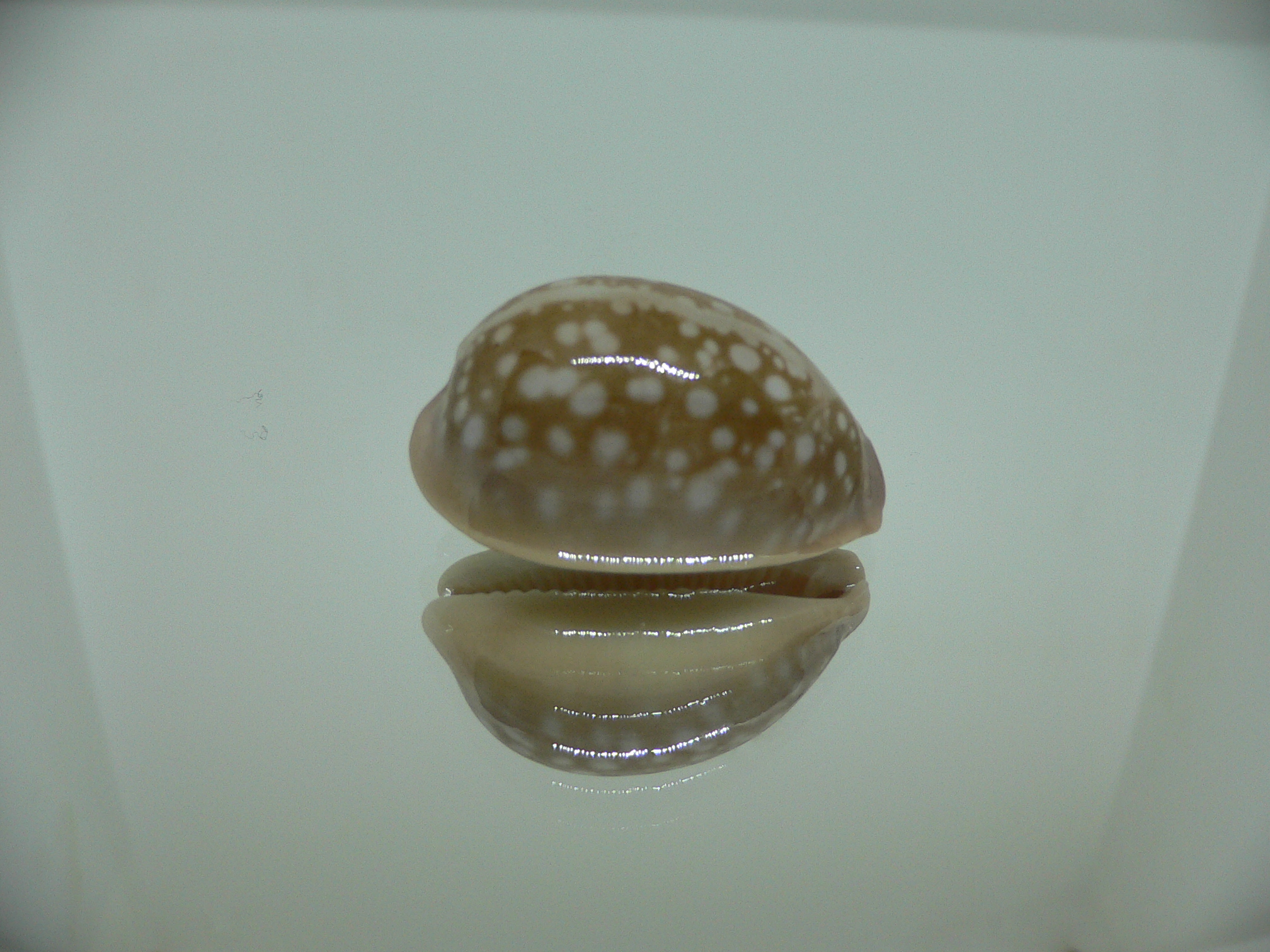 Cypraea nivosa DWARF