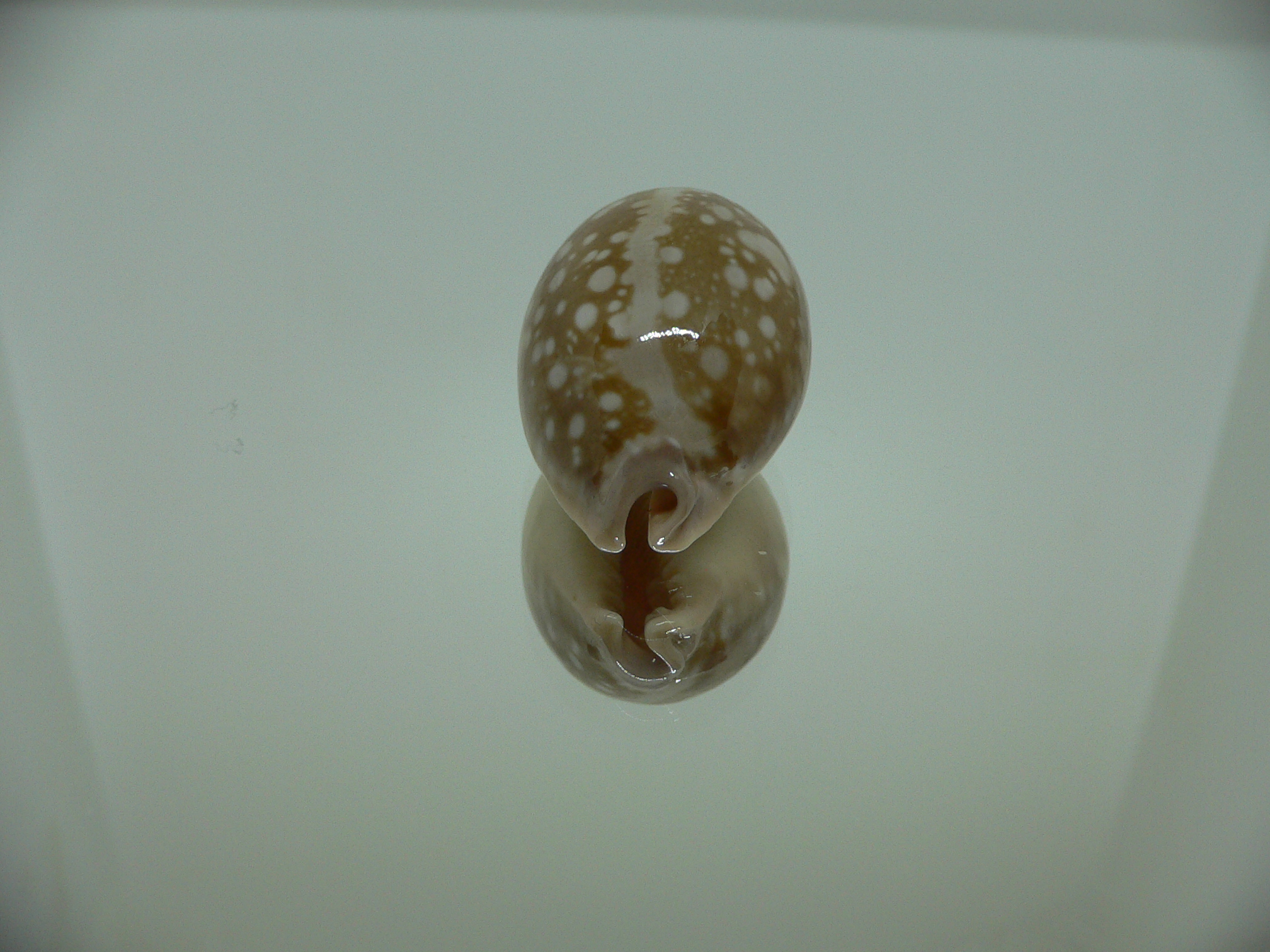 Cypraea nivosa DWARF