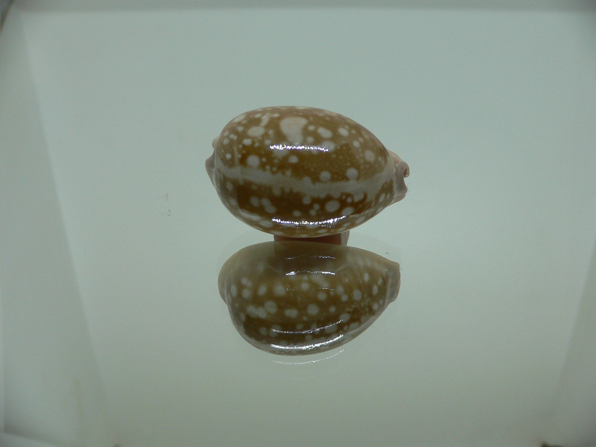 Cypraea nivosa DWARF