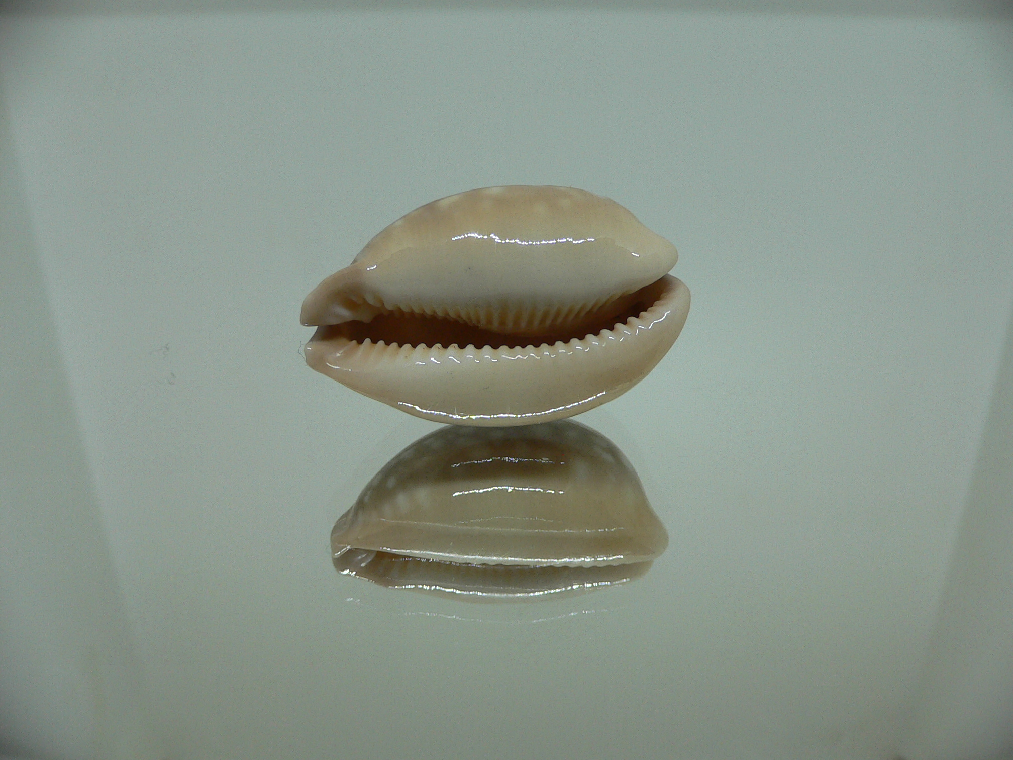 Cypraea nivosa DWARF