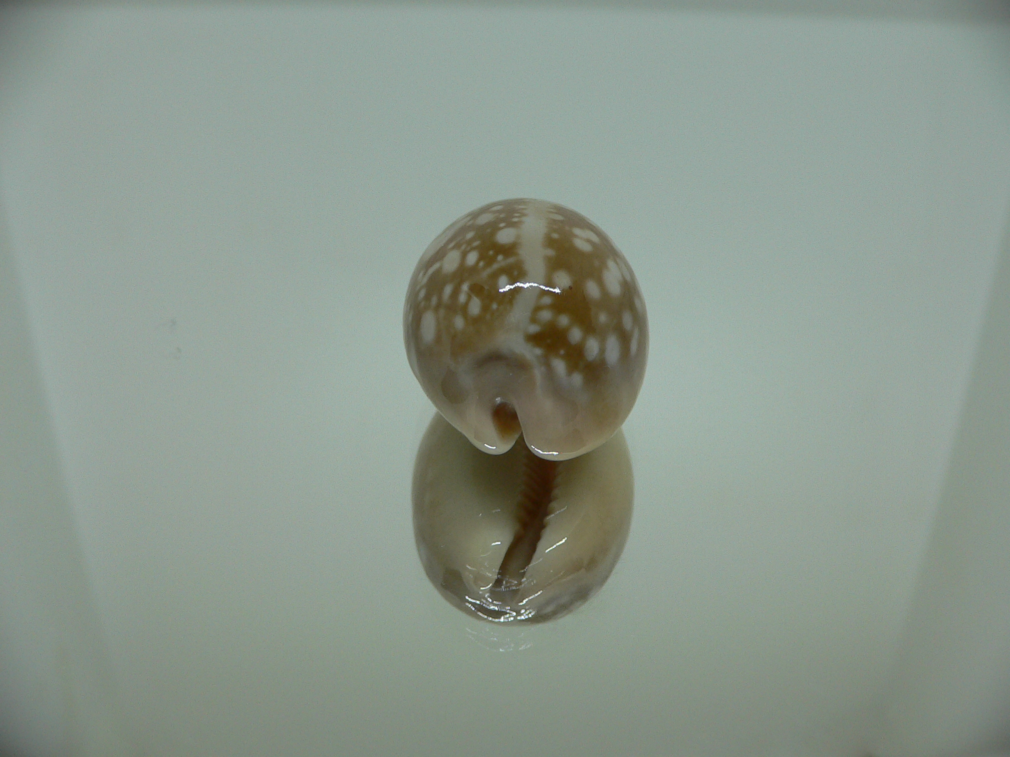 Cypraea nivosa DWARF