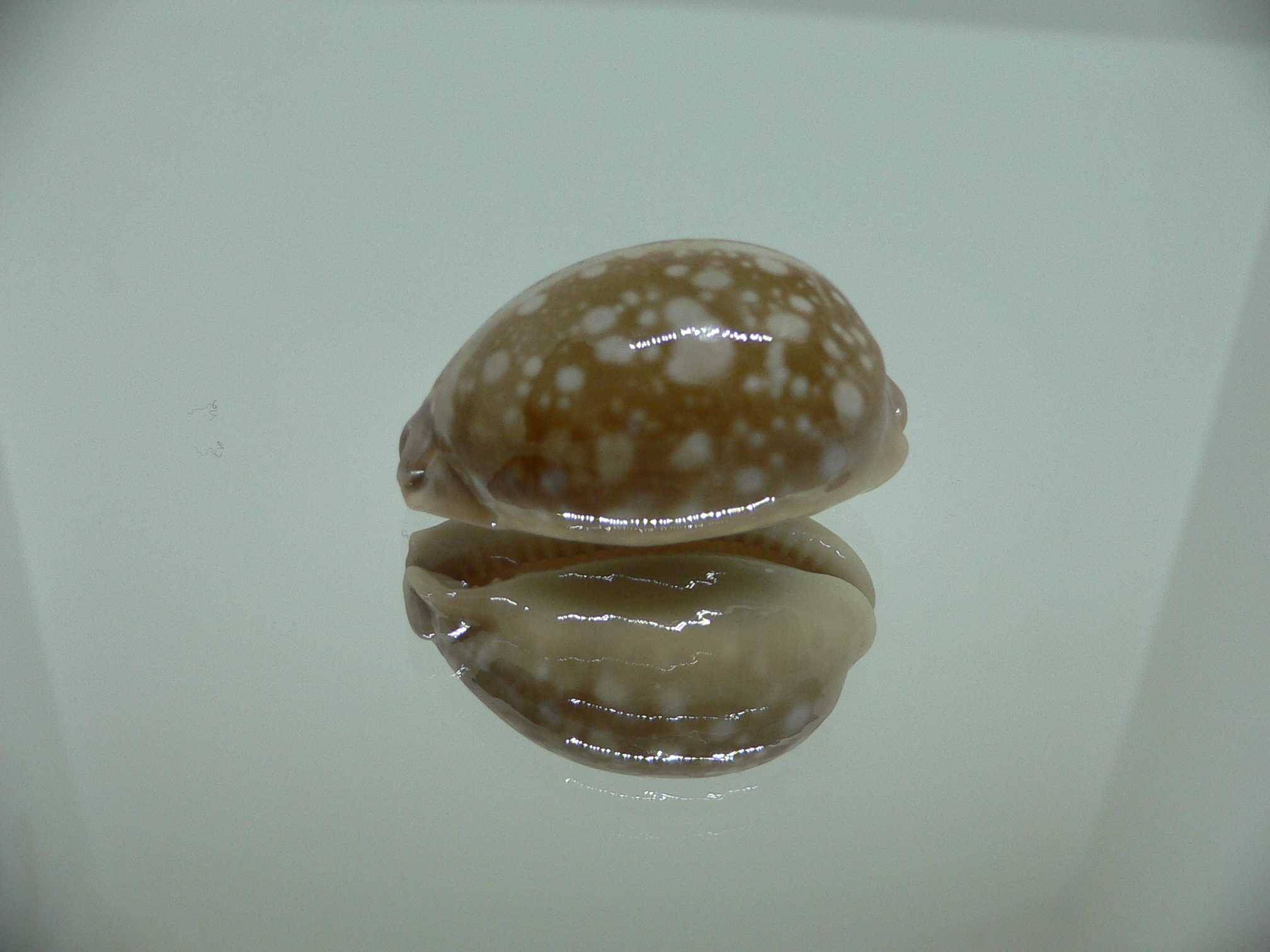 Cypraea nivosa DWARF