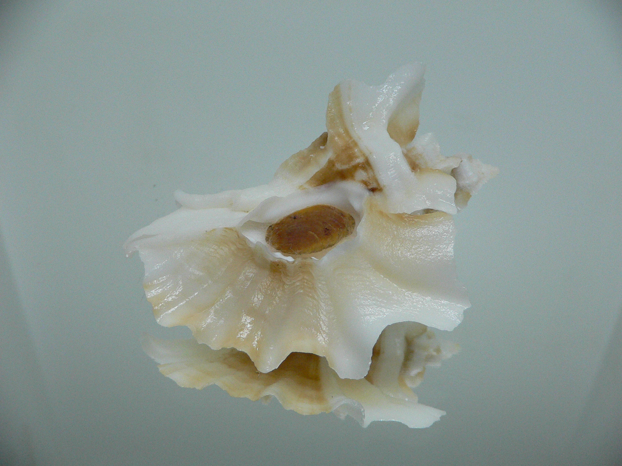 Ceratostoma foliatum ALBINO