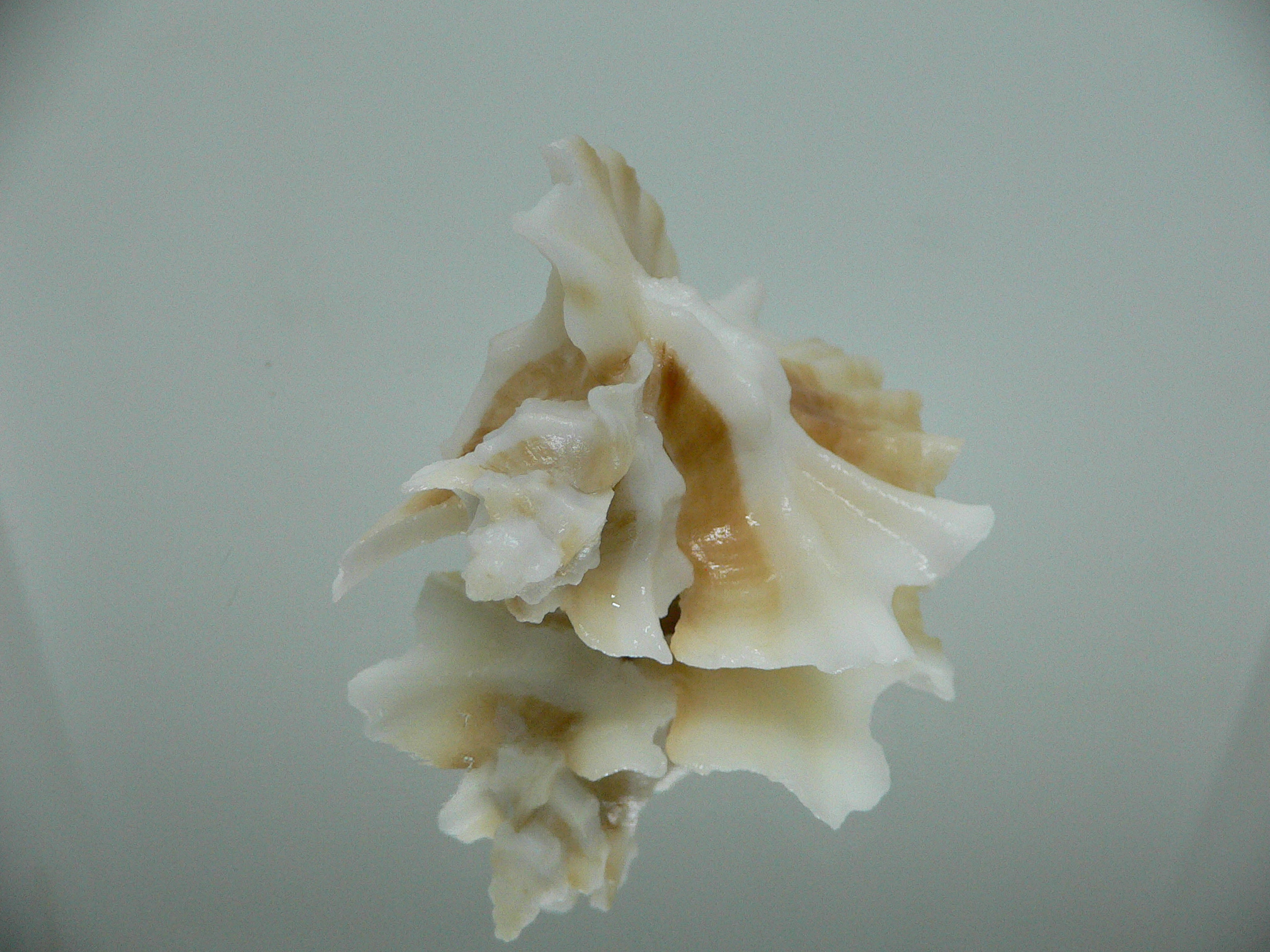 Ceratostoma foliatum ALBINO