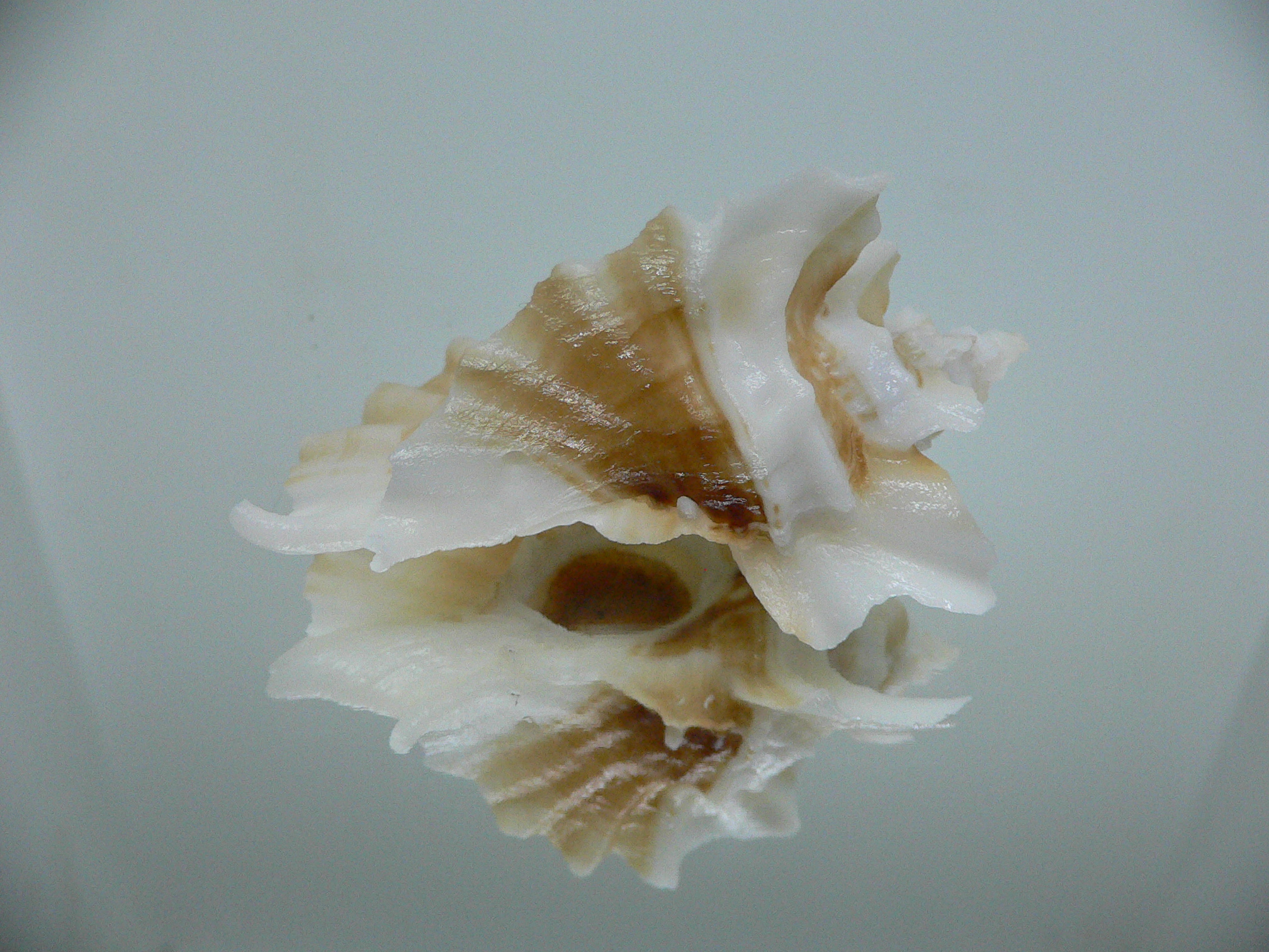 Ceratostoma foliatum ALBINO