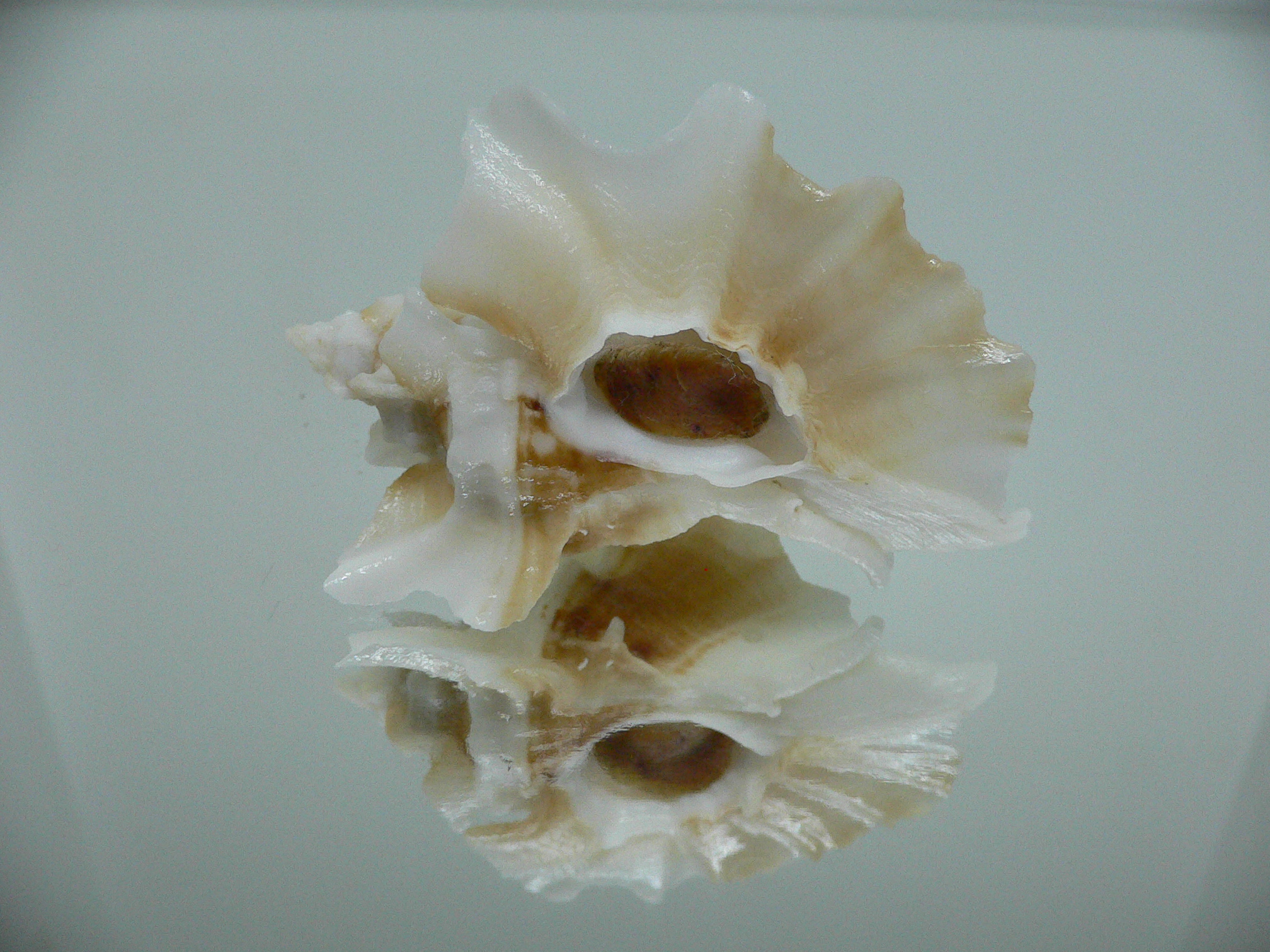 Ceratostoma foliatum ALBINO