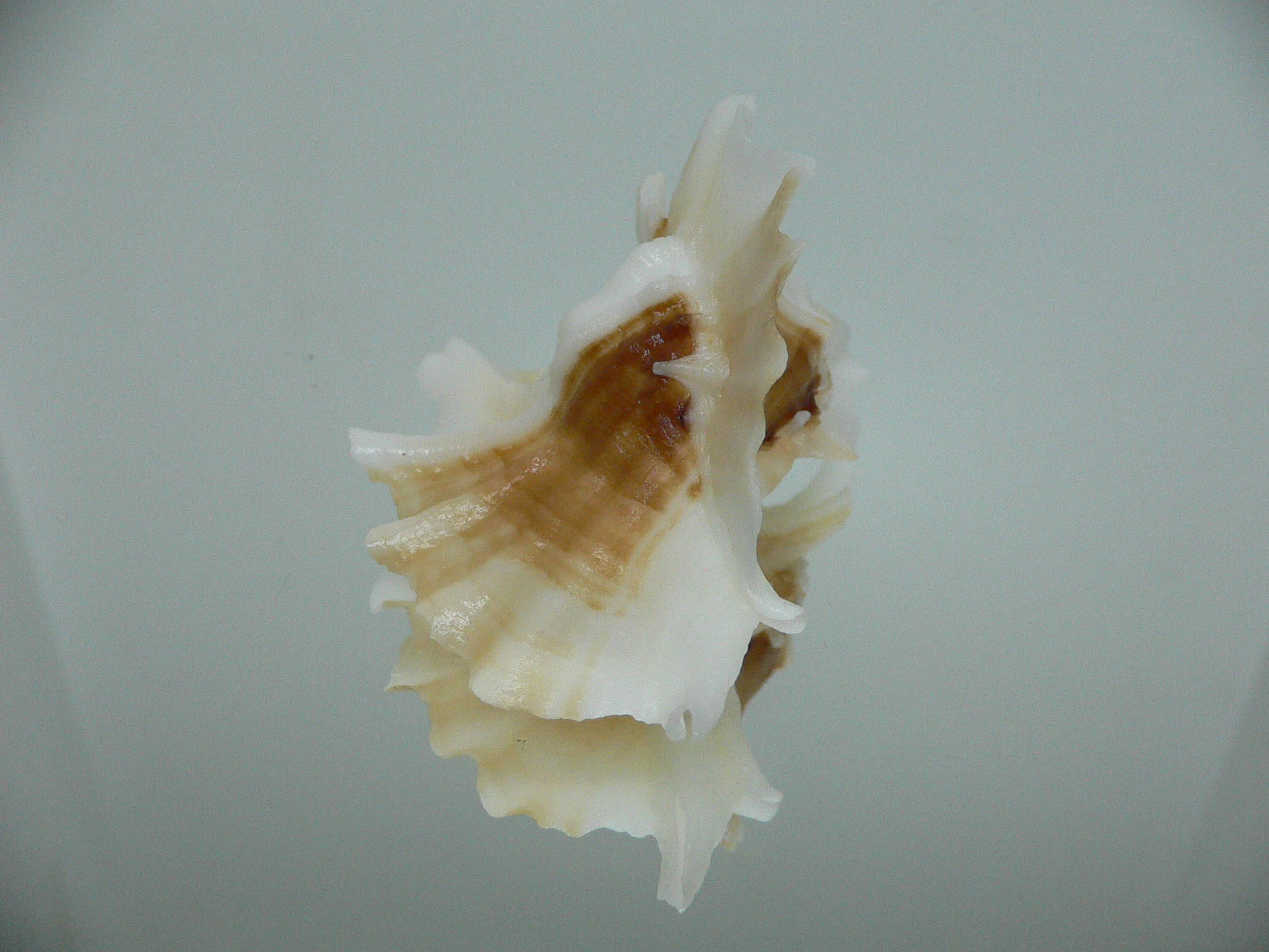 Ceratostoma foliatum ALBINO