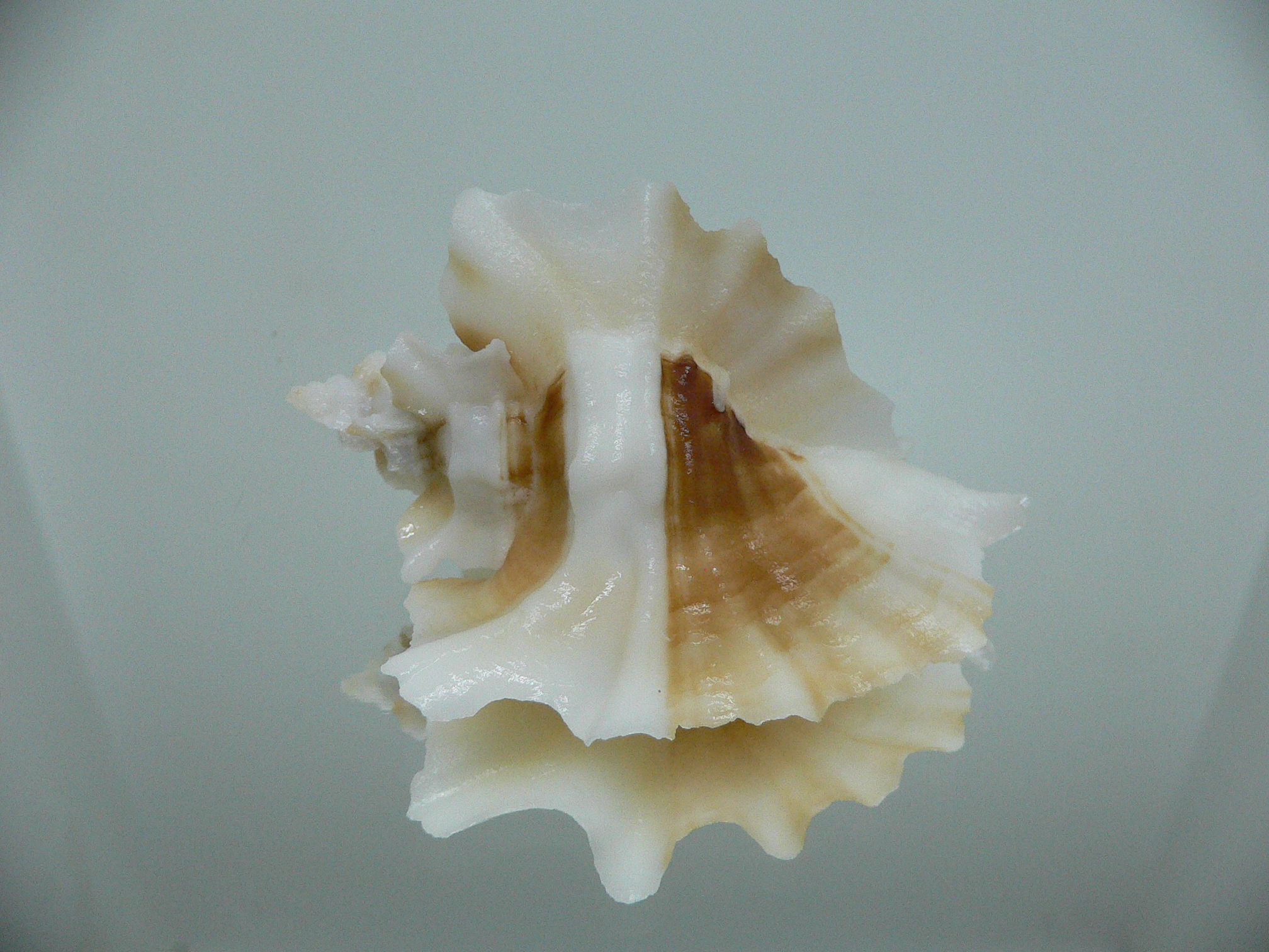 Ceratostoma foliatum ALBINO