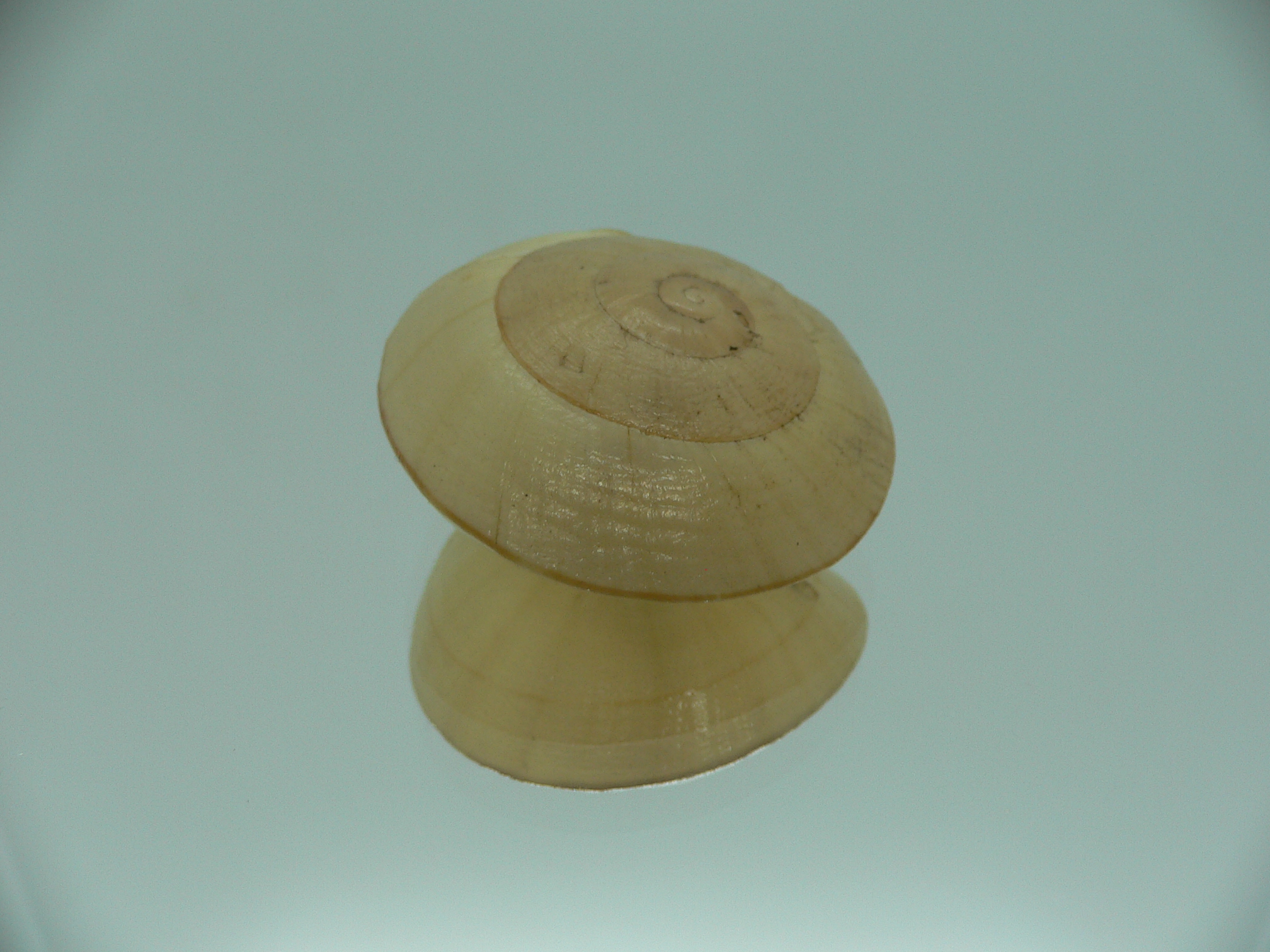 Camaena xanthoderma xanthoderma RARE & BIG