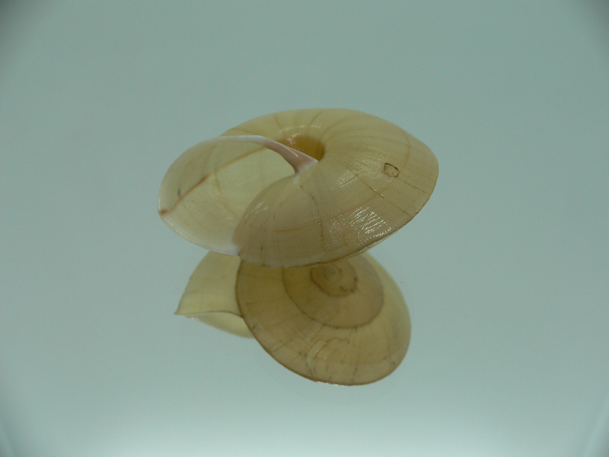 Camaena xanthoderma xanthoderma RARE & BIG