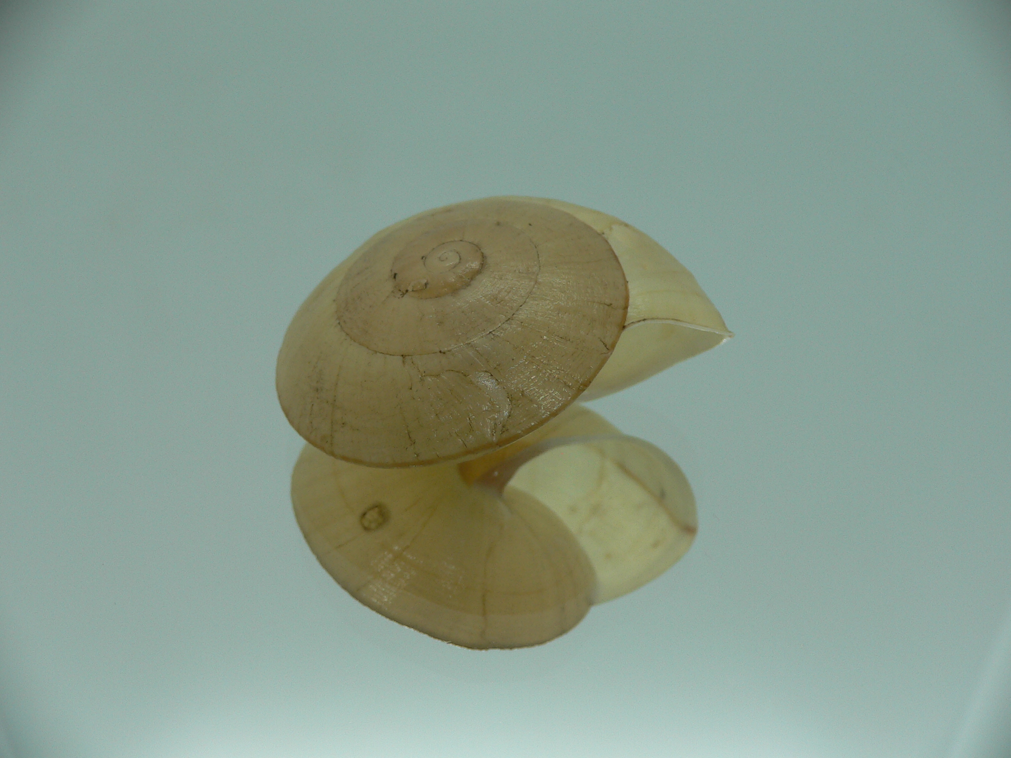 Camaena xanthoderma xanthoderma RARE & BIG