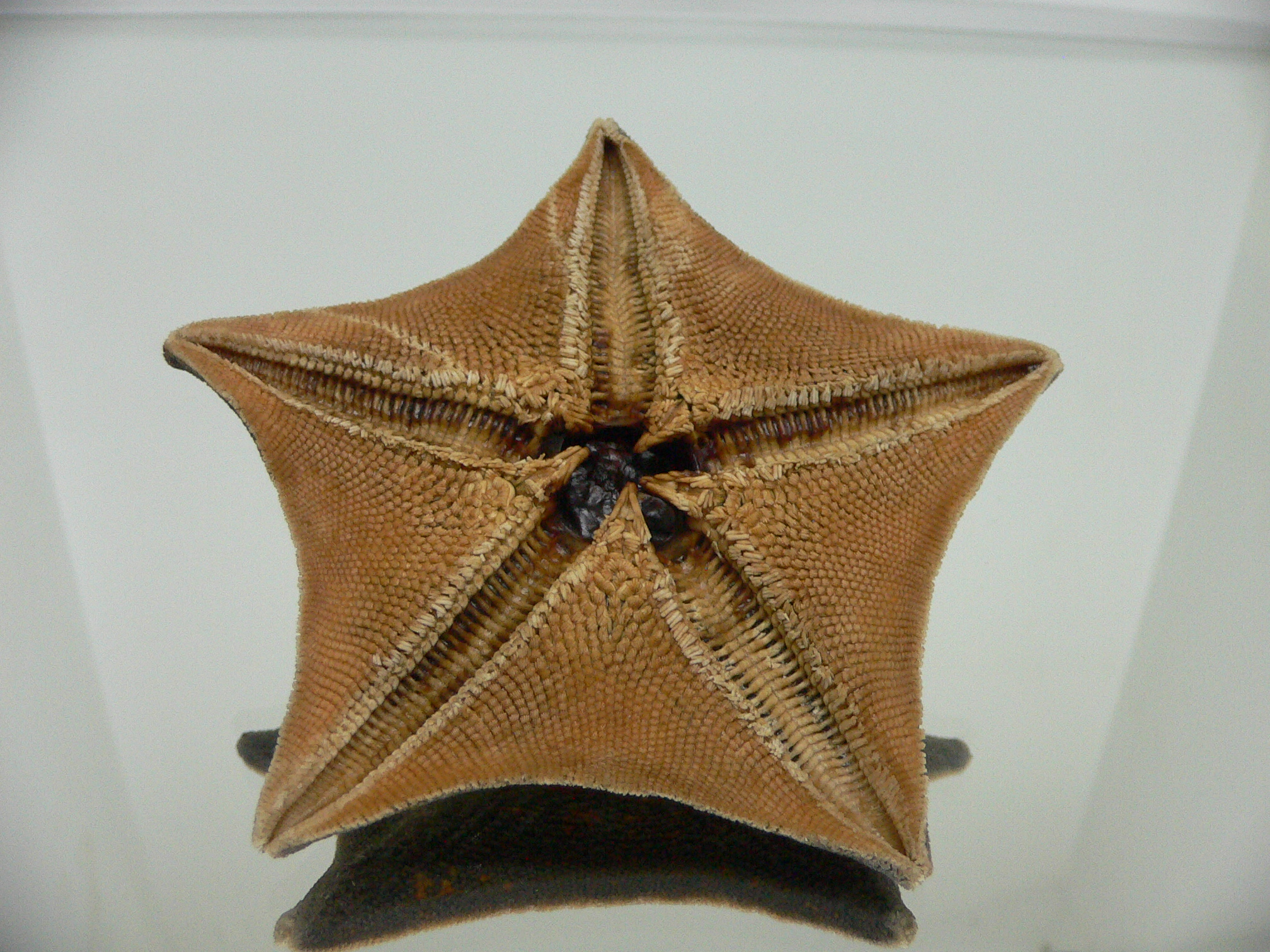 Patiria pectinifera 8