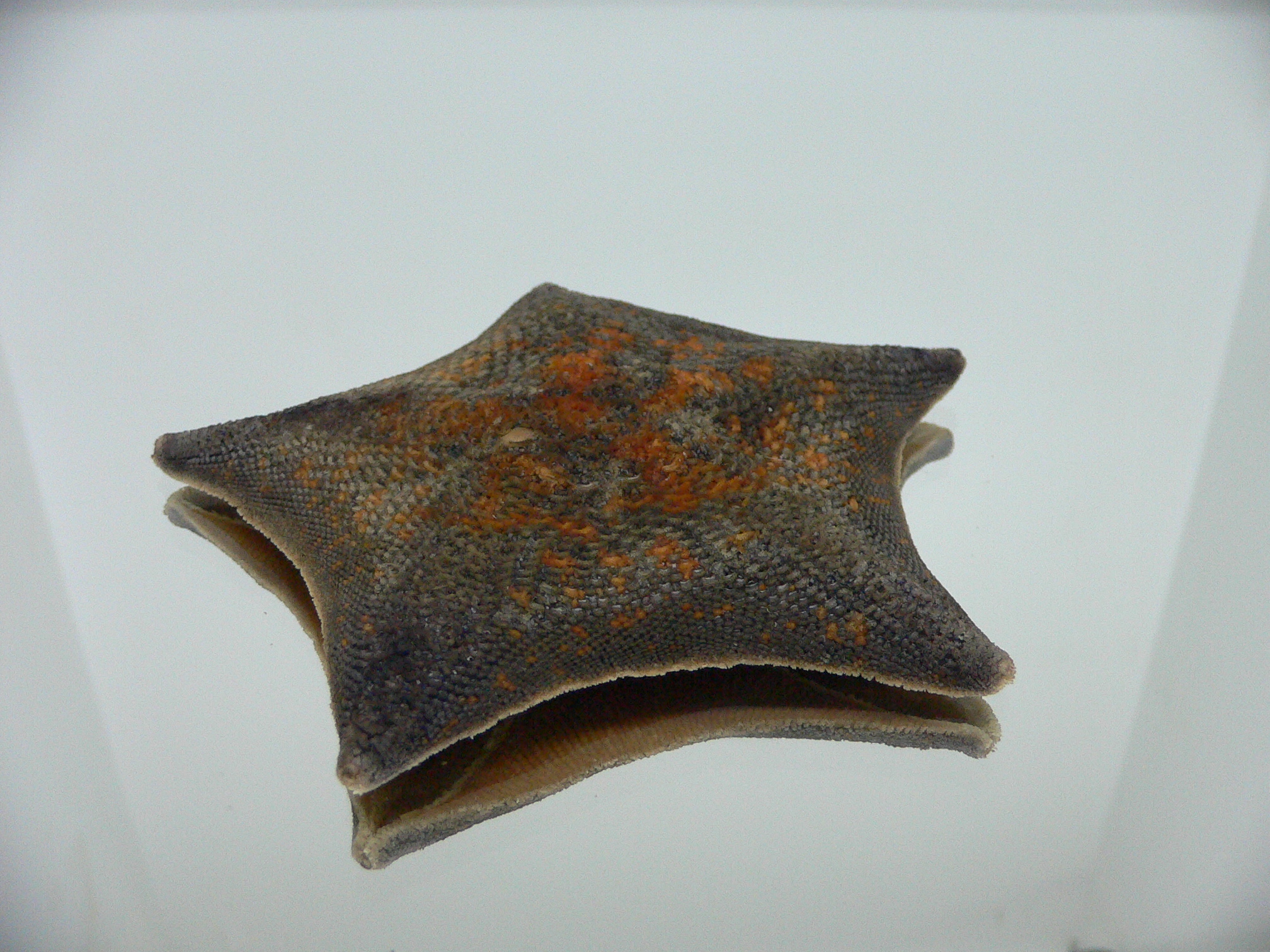 Patiria pectinifera 8