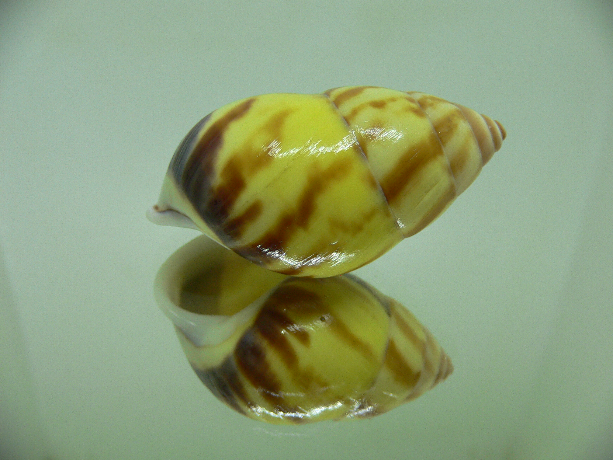 Amphidromus perversus rufocinctus COLOR