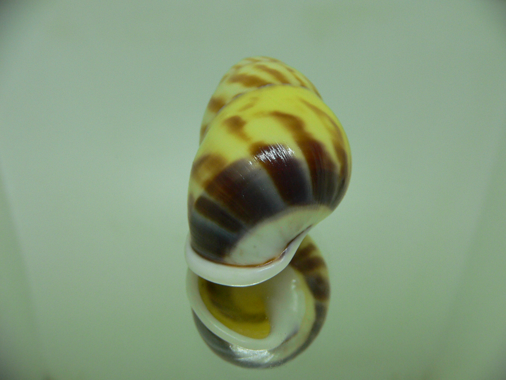 Amphidromus perversus rufocinctus COLOR