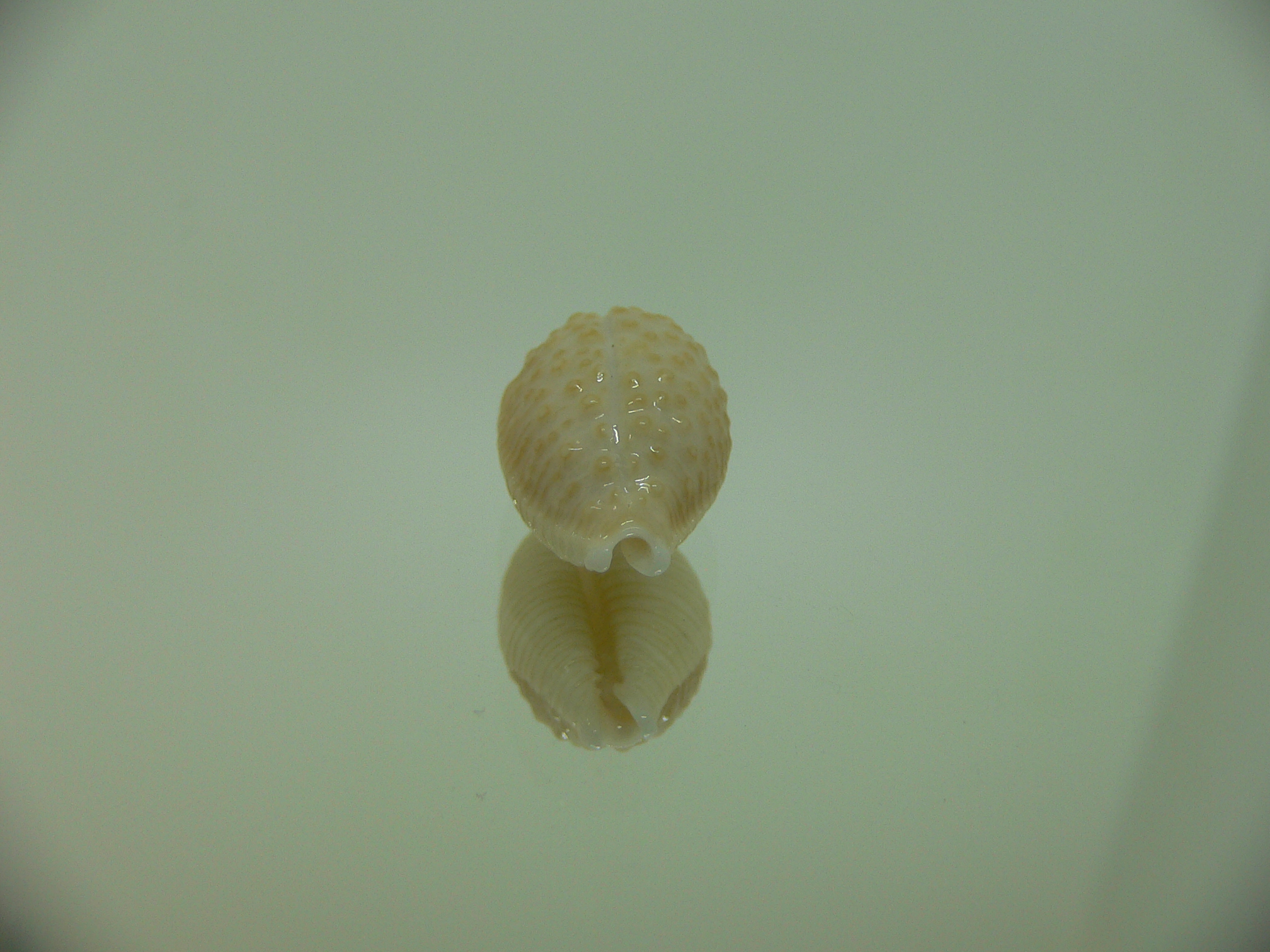 Cypraea nucleus