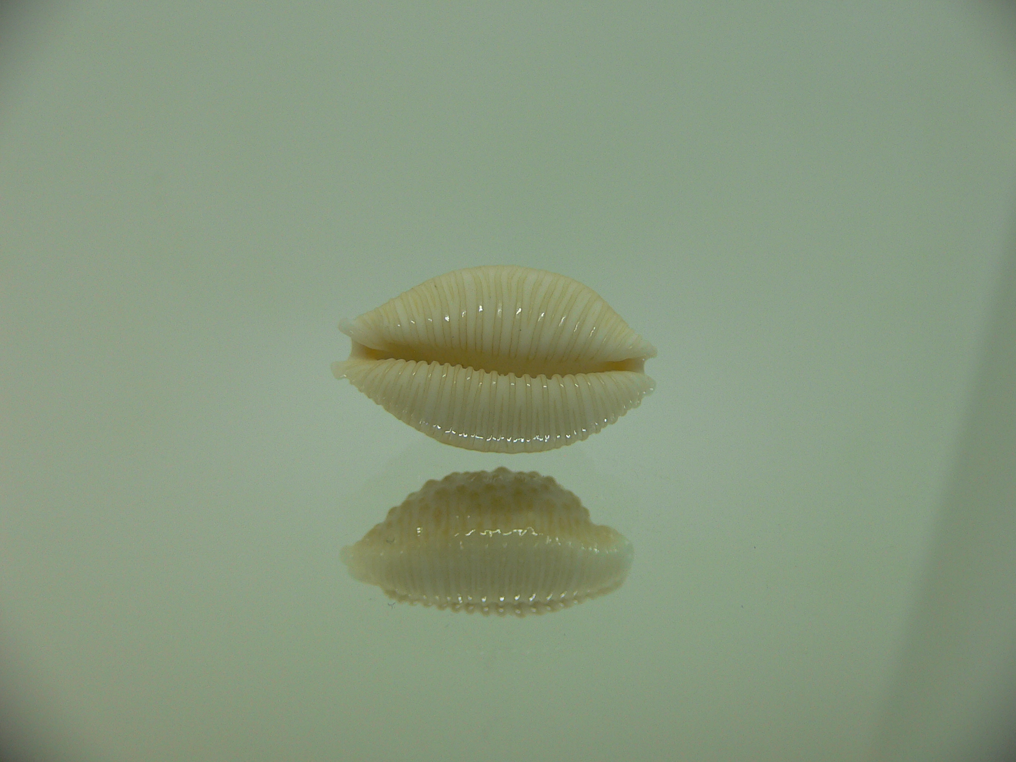 Cypraea nucleus