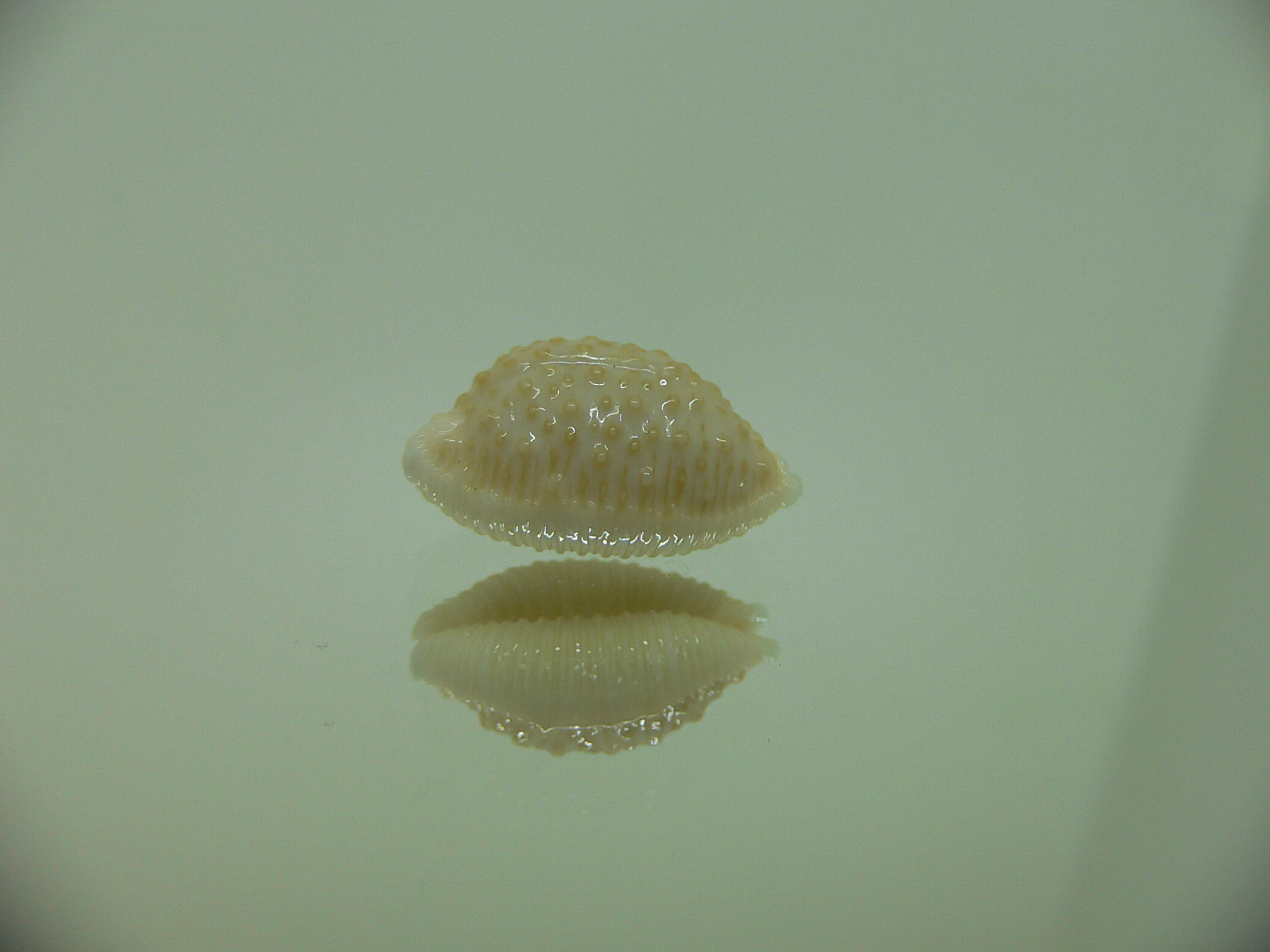Cypraea nucleus