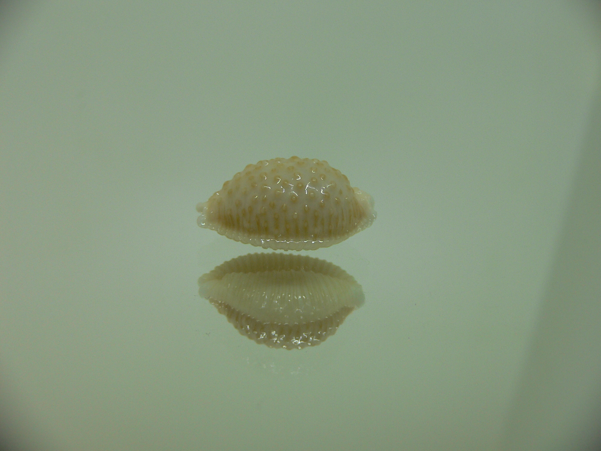Cypraea nucleus